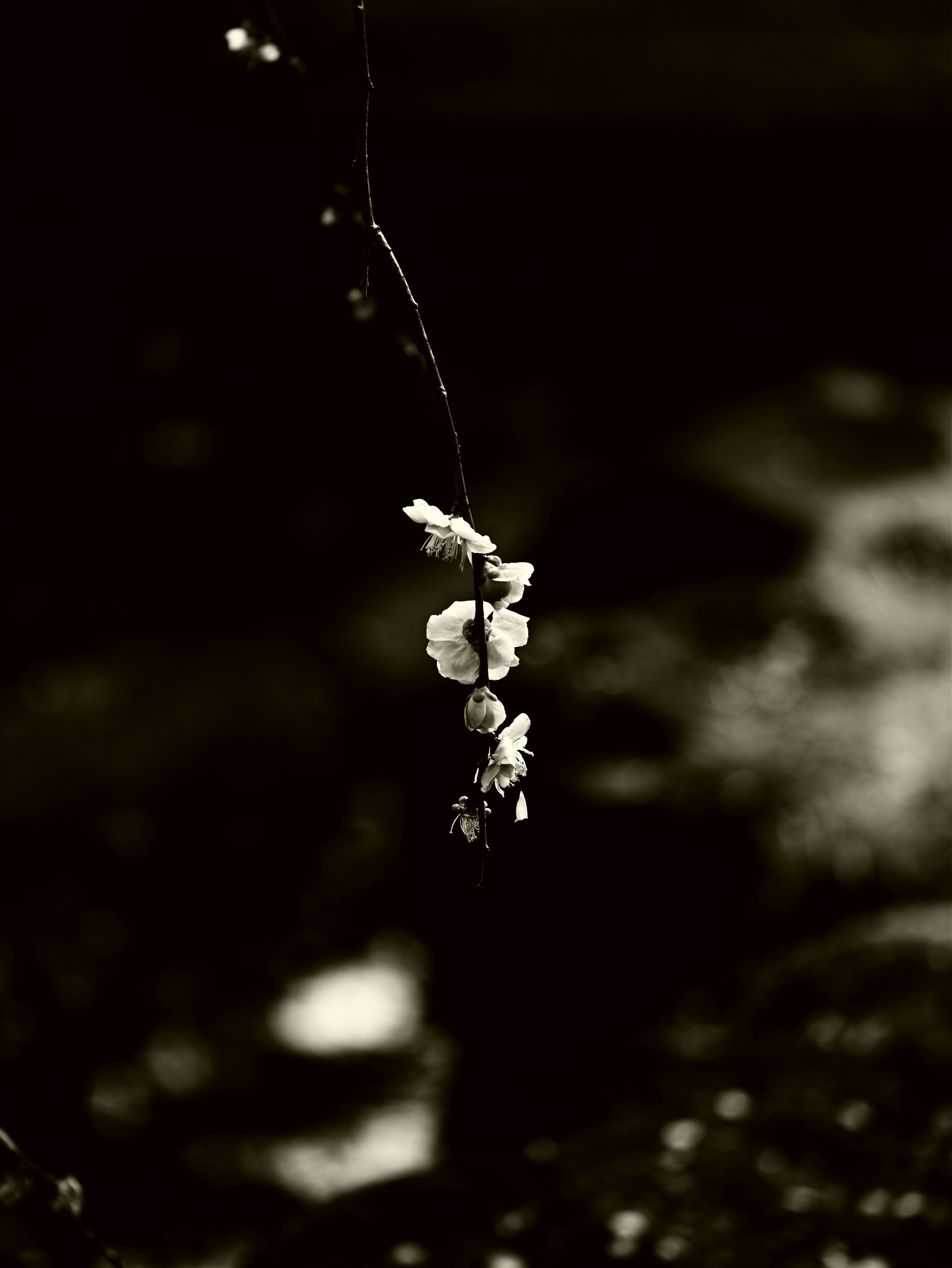 A small bouquet of flowers hanging against a black and white background