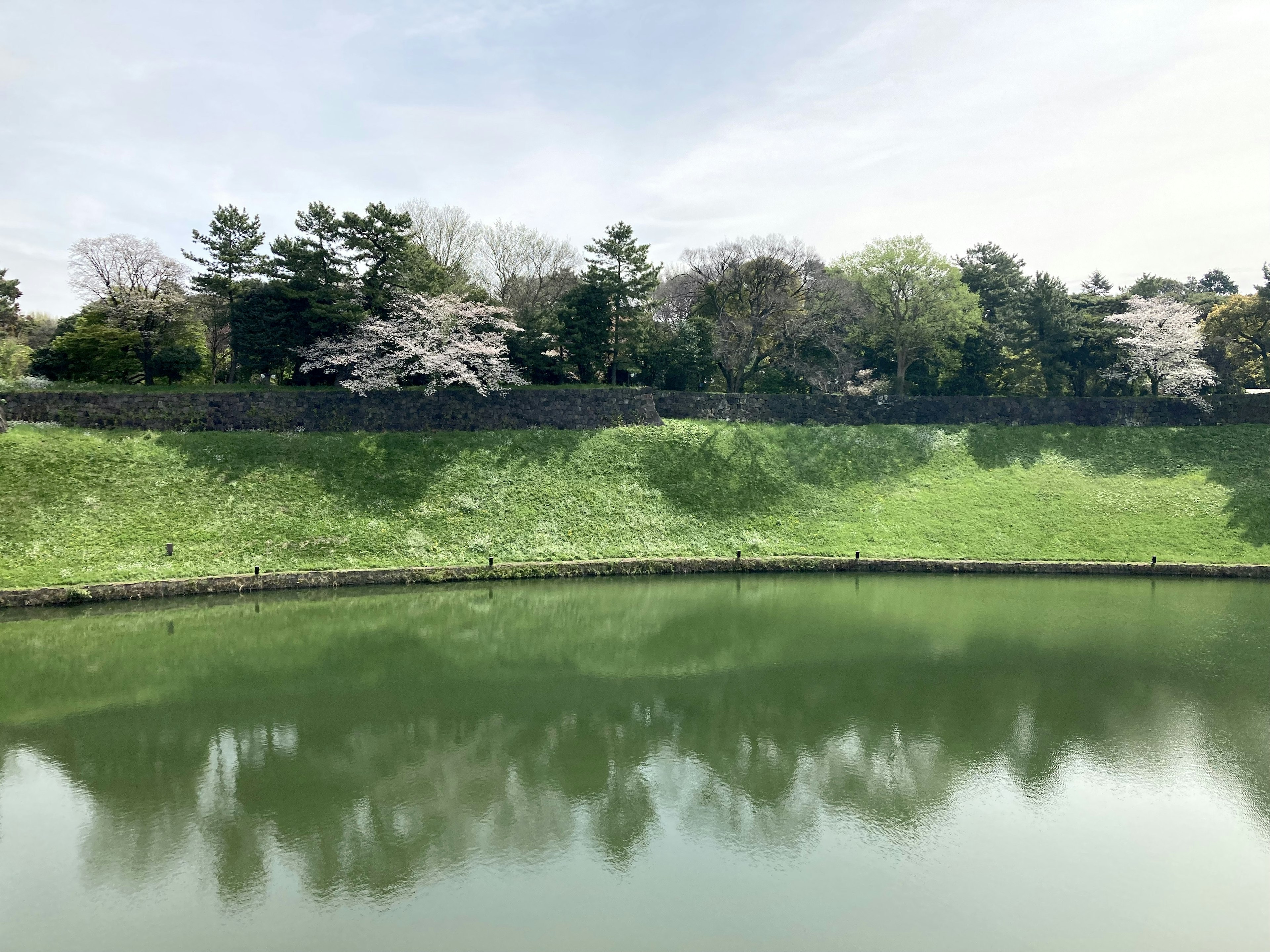 Lush green hillside with cherry blossom trees and a tranquil pond