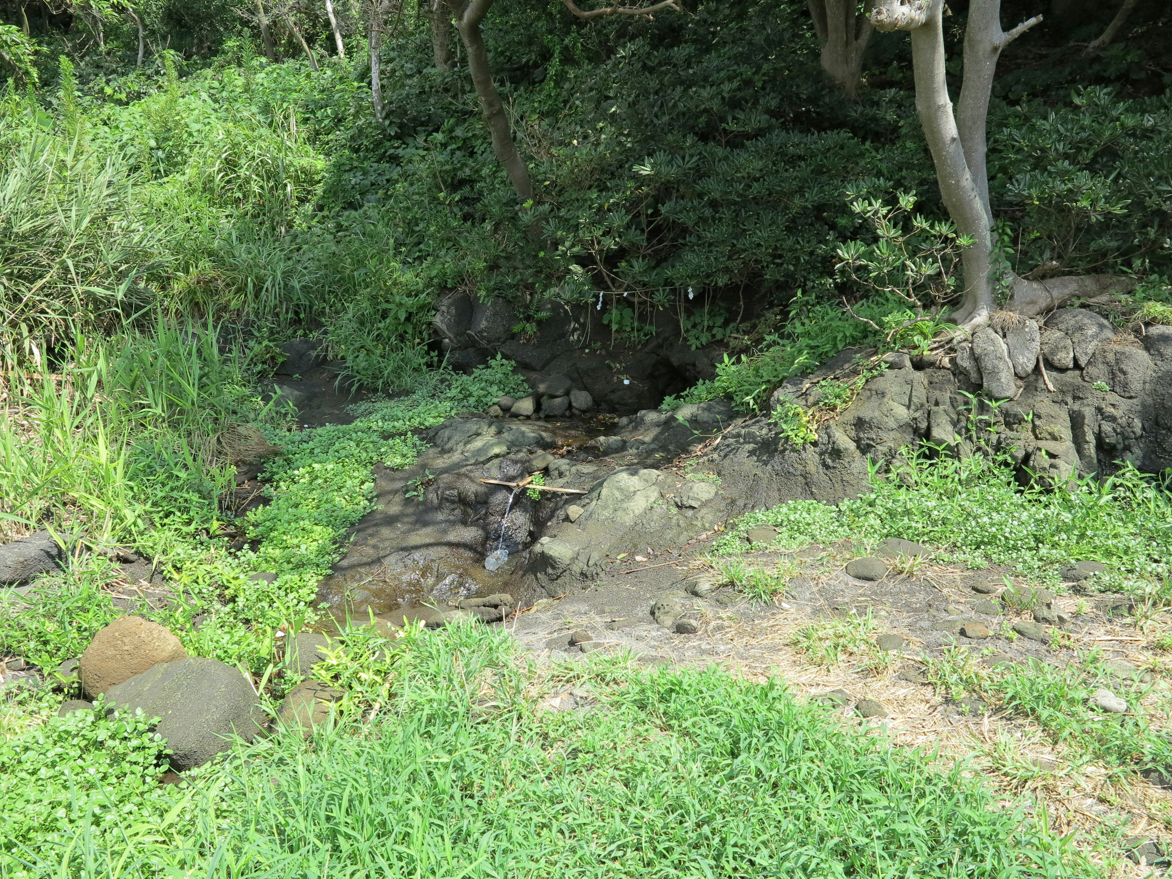 溪流的风景被郁郁葱葱的绿色植物和岩石环绕