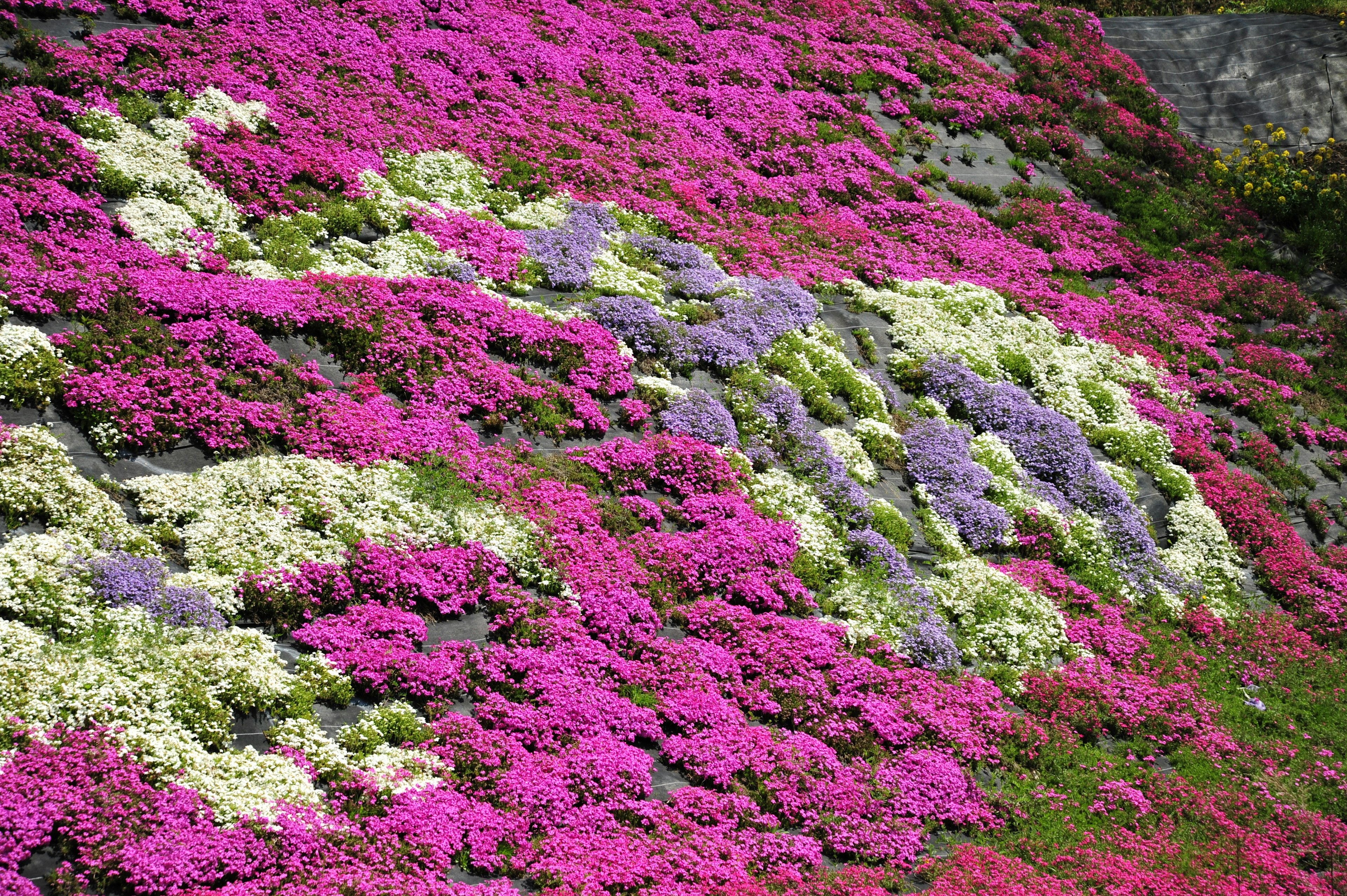 Vibrant hillside covered in pink and purple flowers