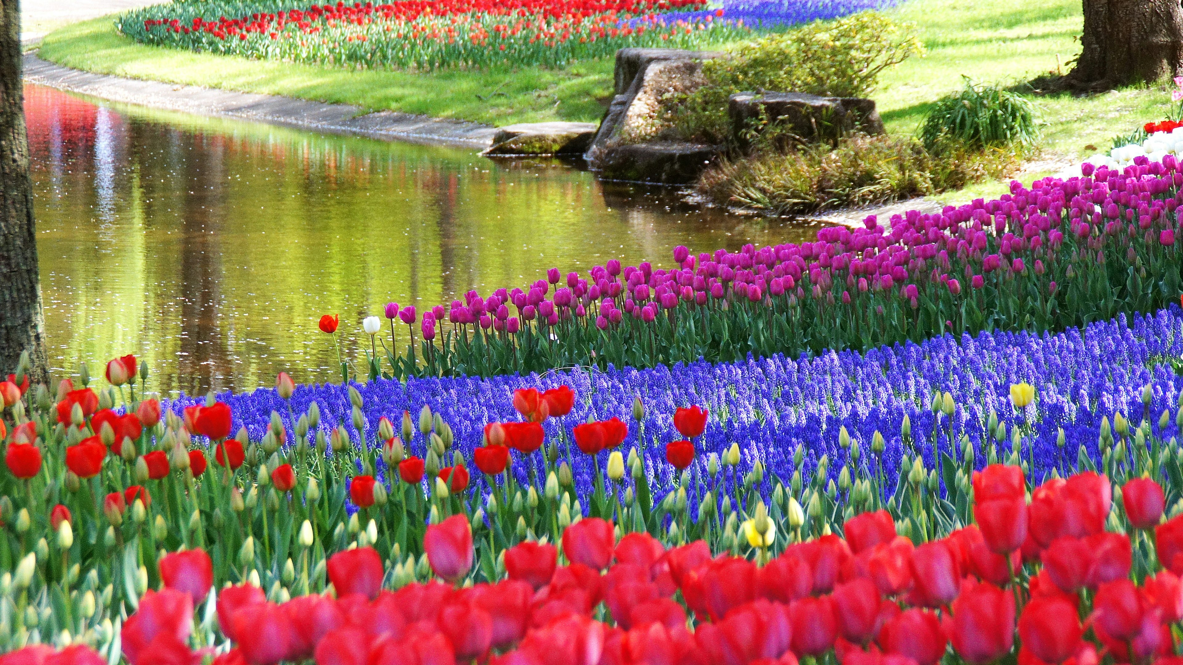 色とりどりの花が咲く公園の風景 水辺に映る花々 赤いチューリップと青い花のコントラスト