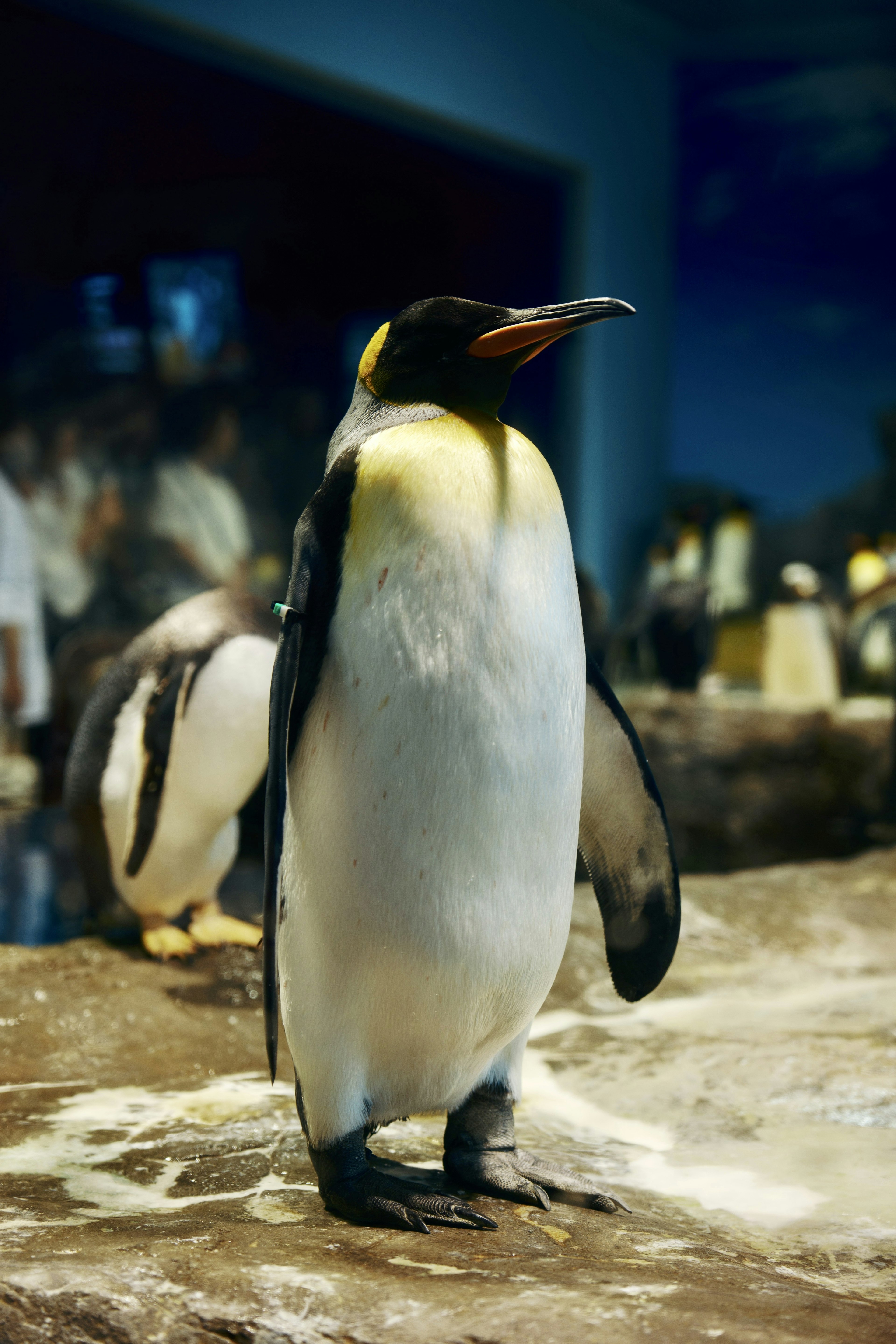 Un pingouin debout sur une roche avec d'autres pingouins en arrière-plan