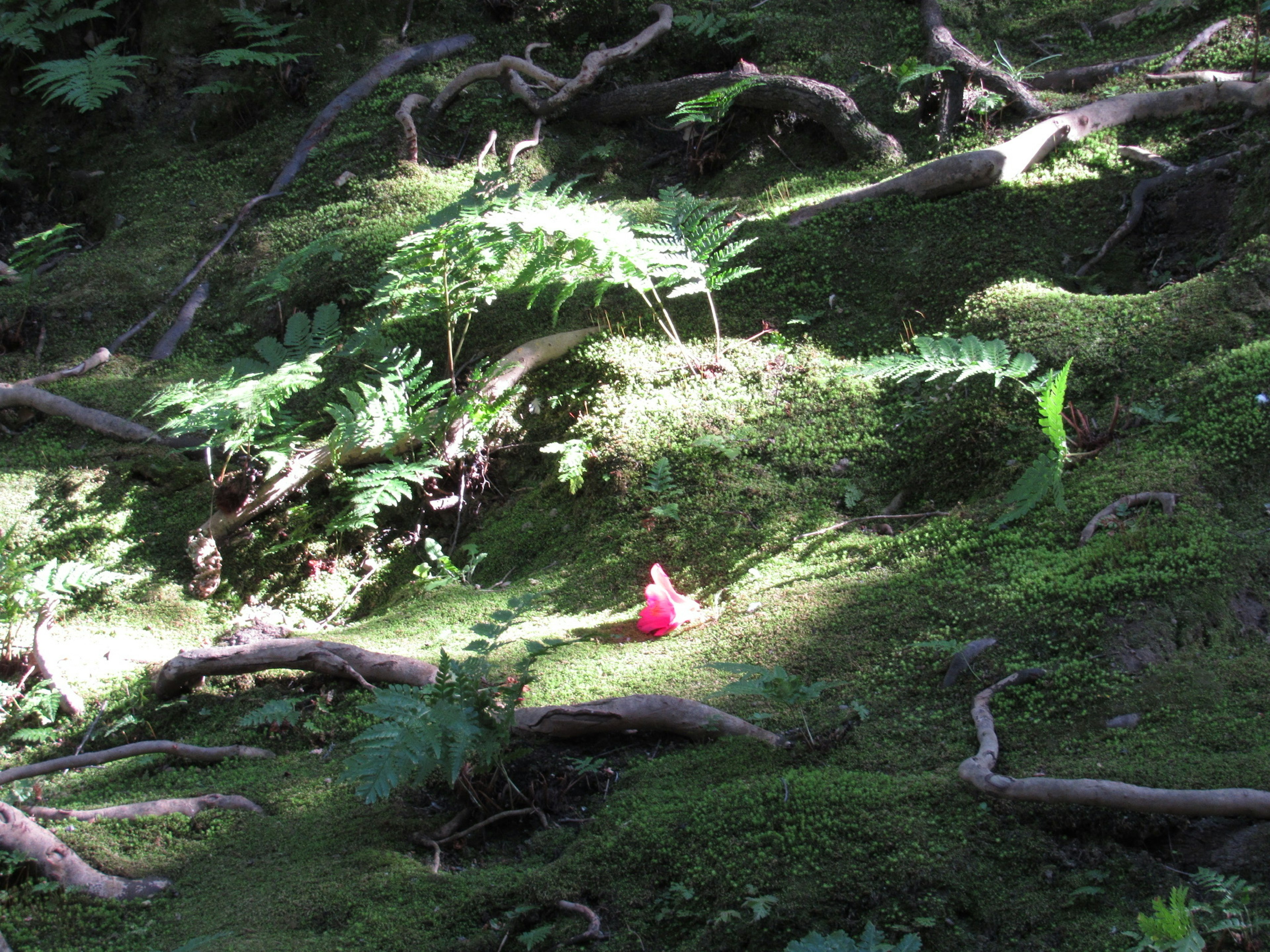 緑の苔と根が広がる森林の中に赤いオブジェがある光景