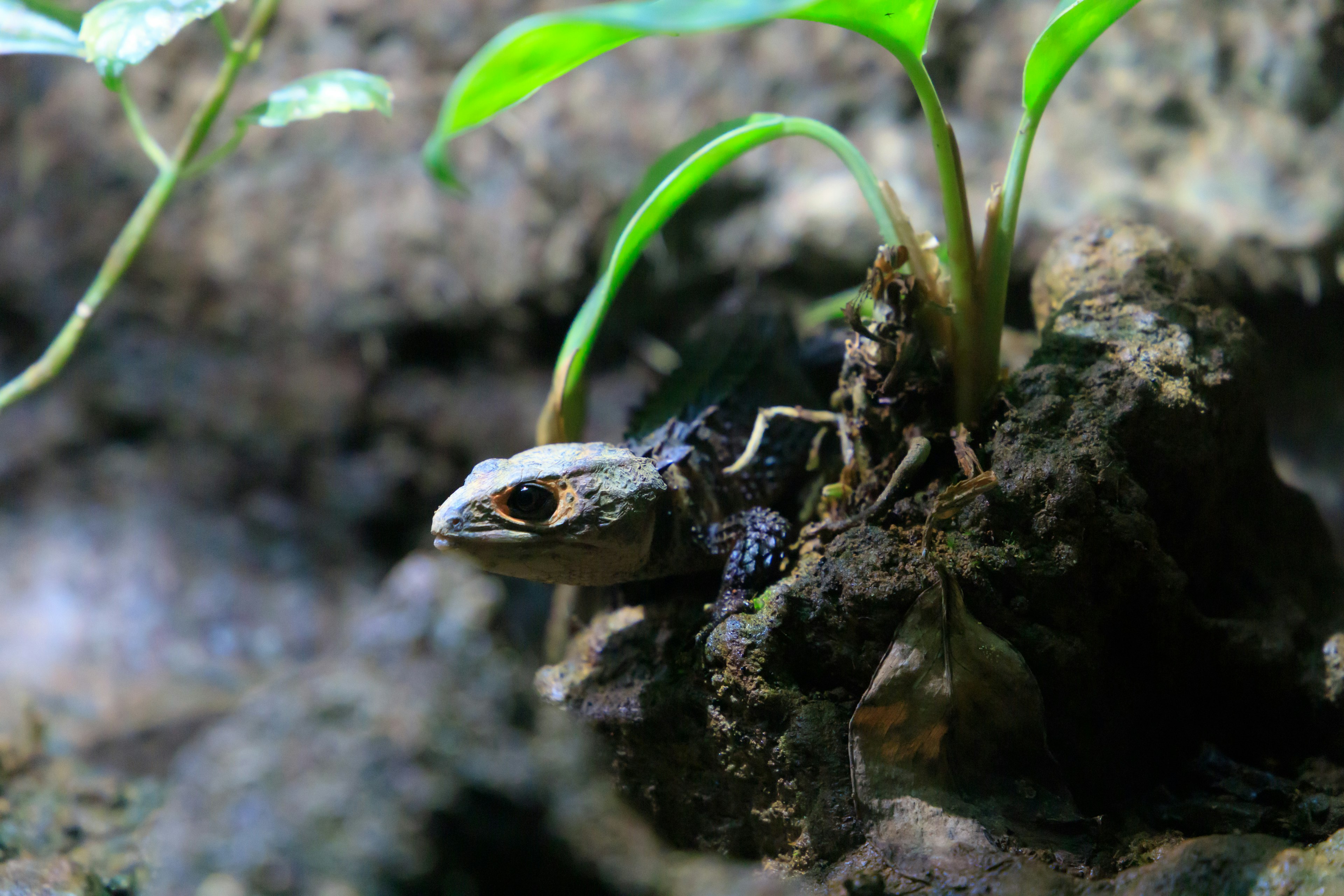 Gambar close-up katak di atas batu dengan daun hijau dan latar belakang alami