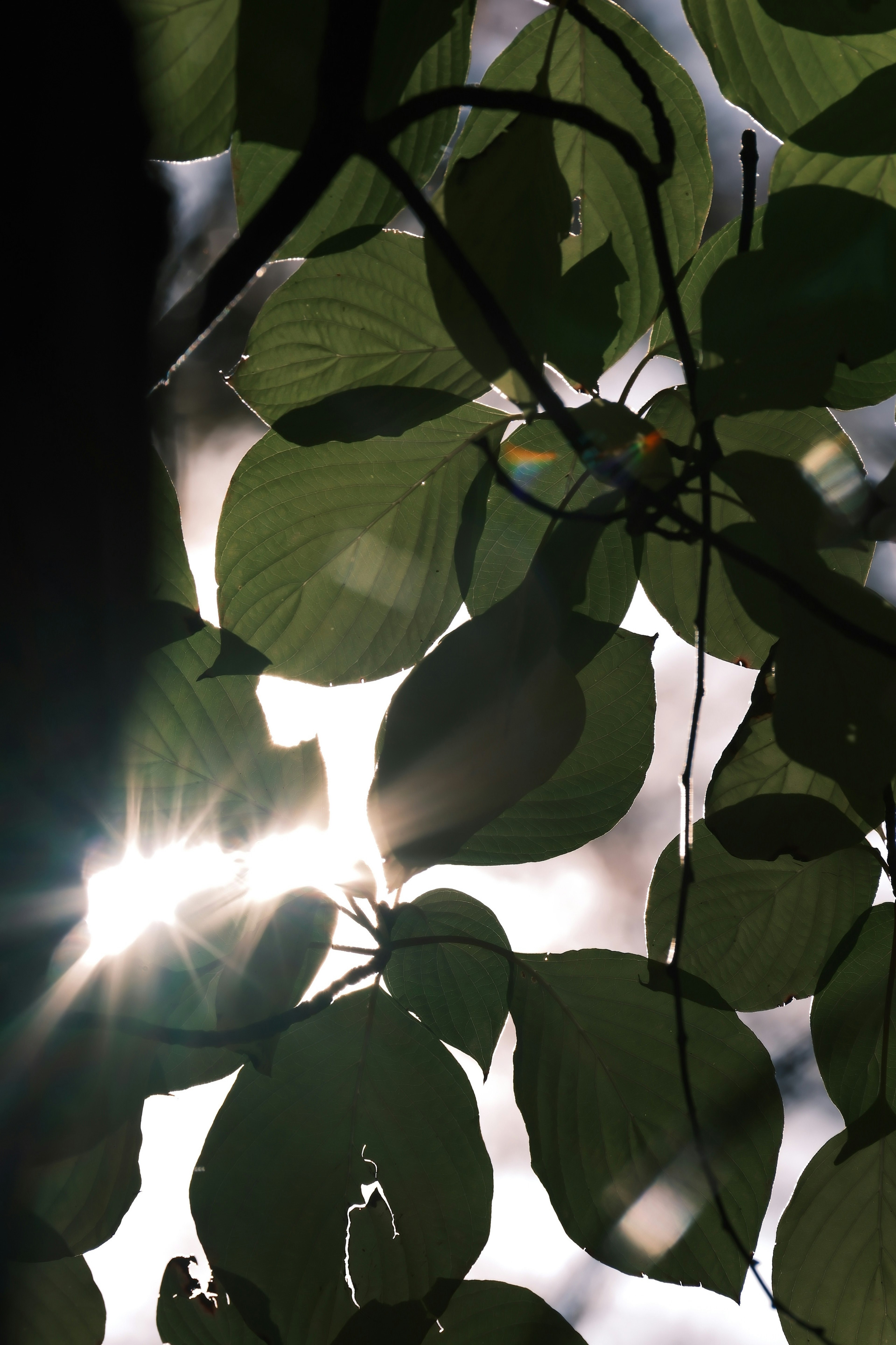 Sunlight filtering through green leaves creating a play of light and shadow