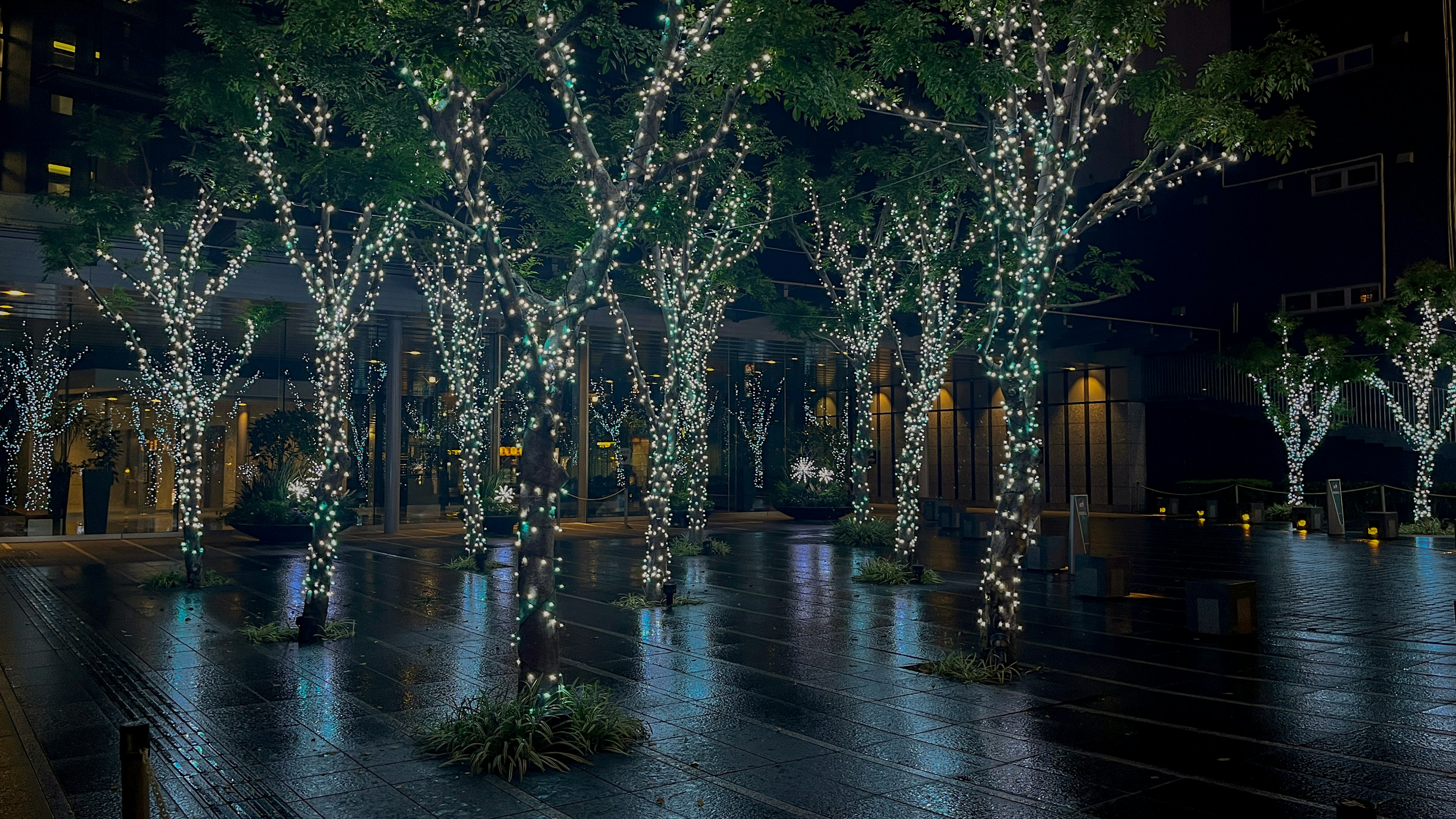 Scène nocturne avec des arbres illuminés décorés de lumières blanches