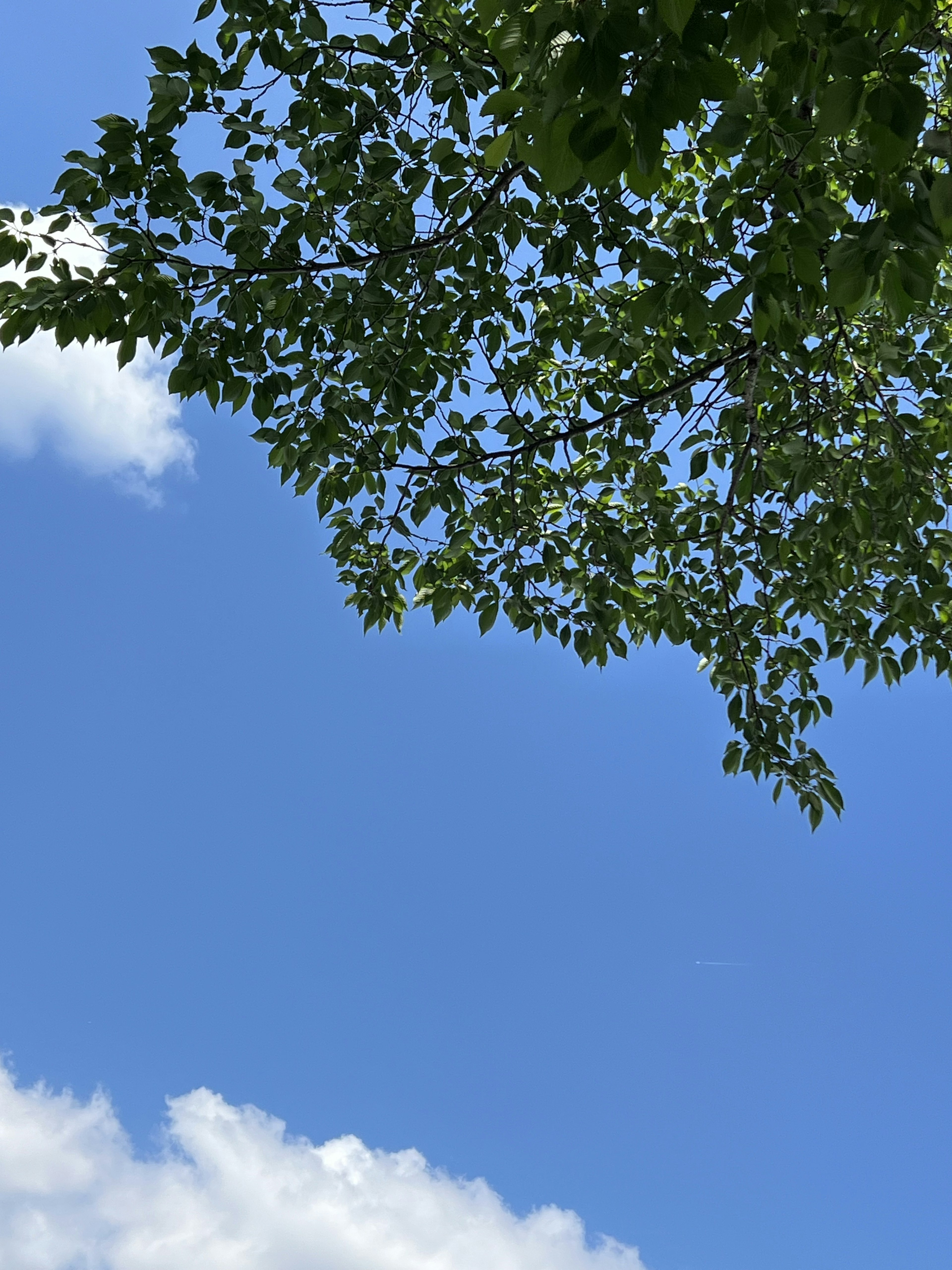 Una vista del cielo azzurro con foglie verdi