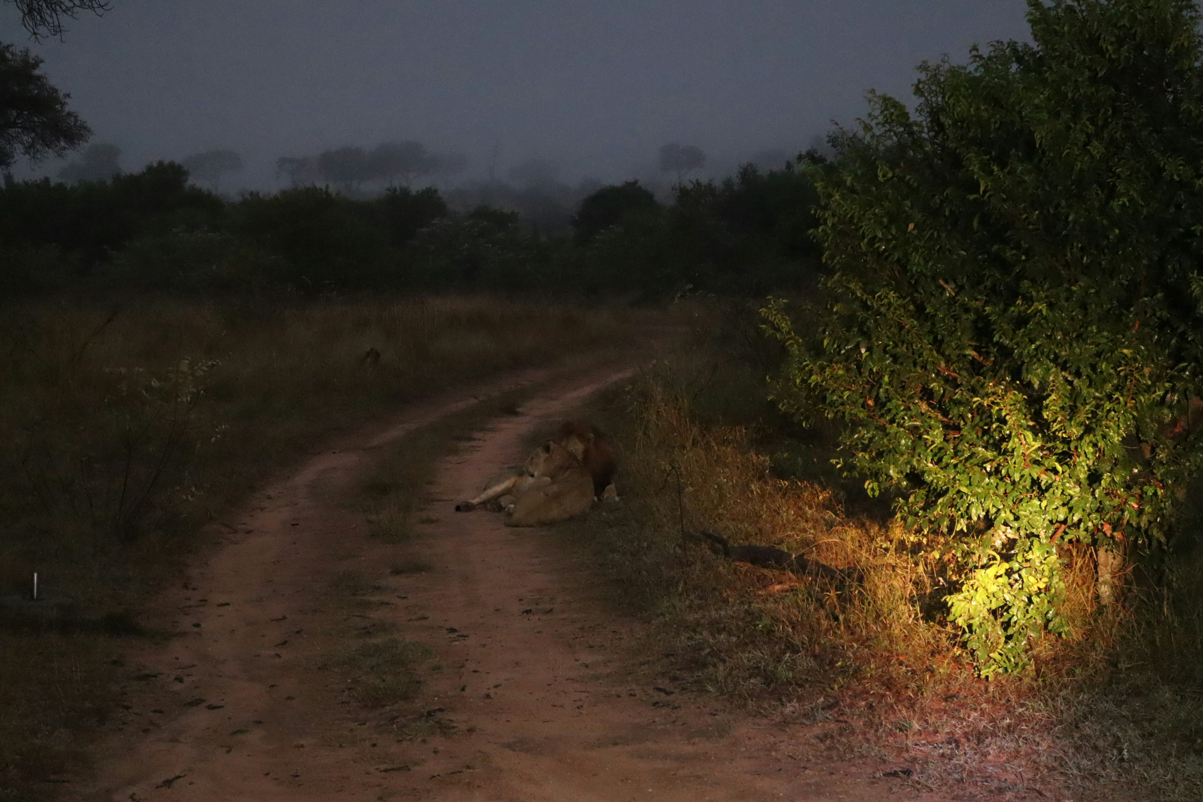 Strada sterrata curva in una savana buia illuminata da un riflettore su un cespuglio