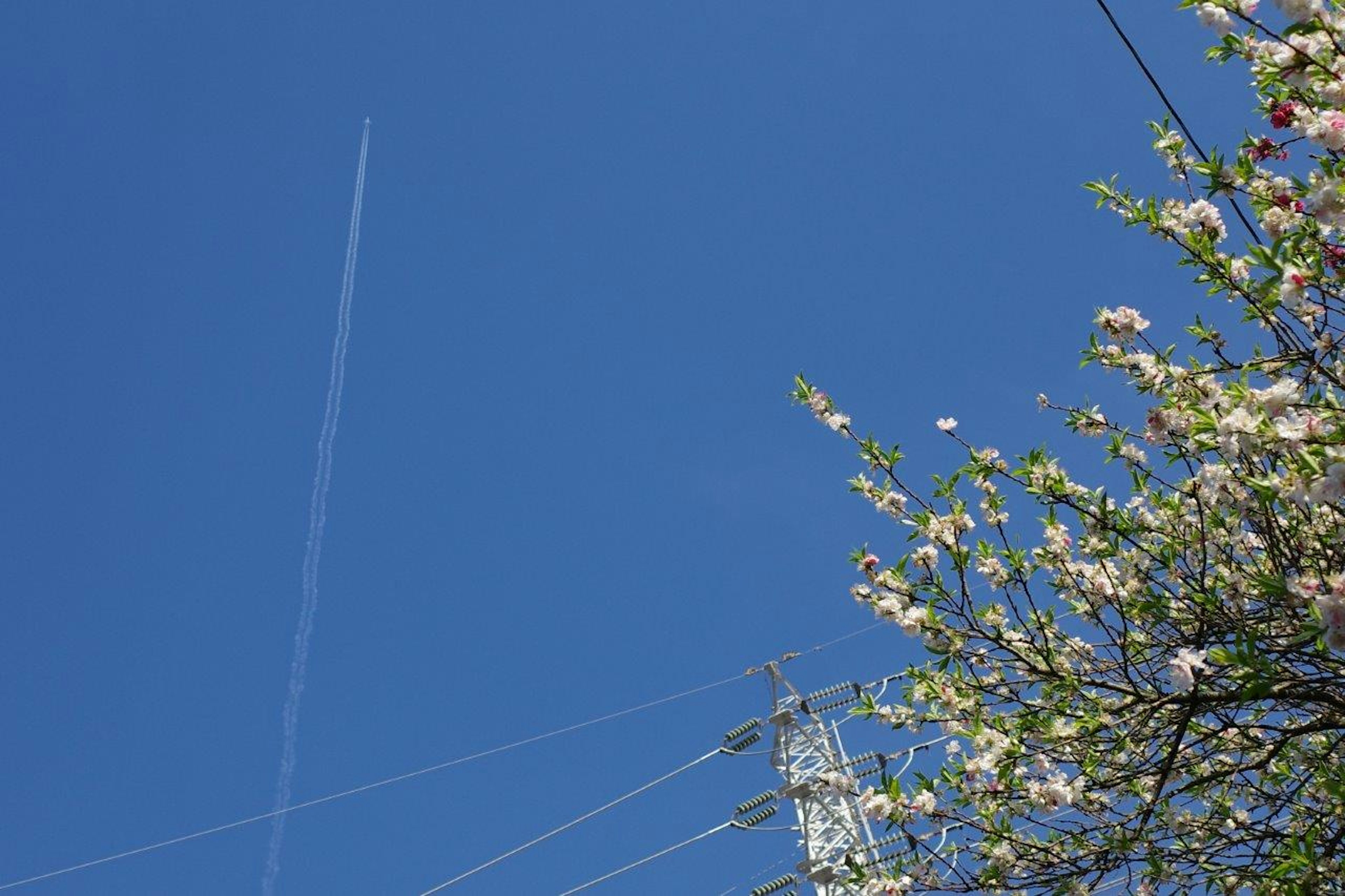 青空に飛行機雲と電柱のある風景と花