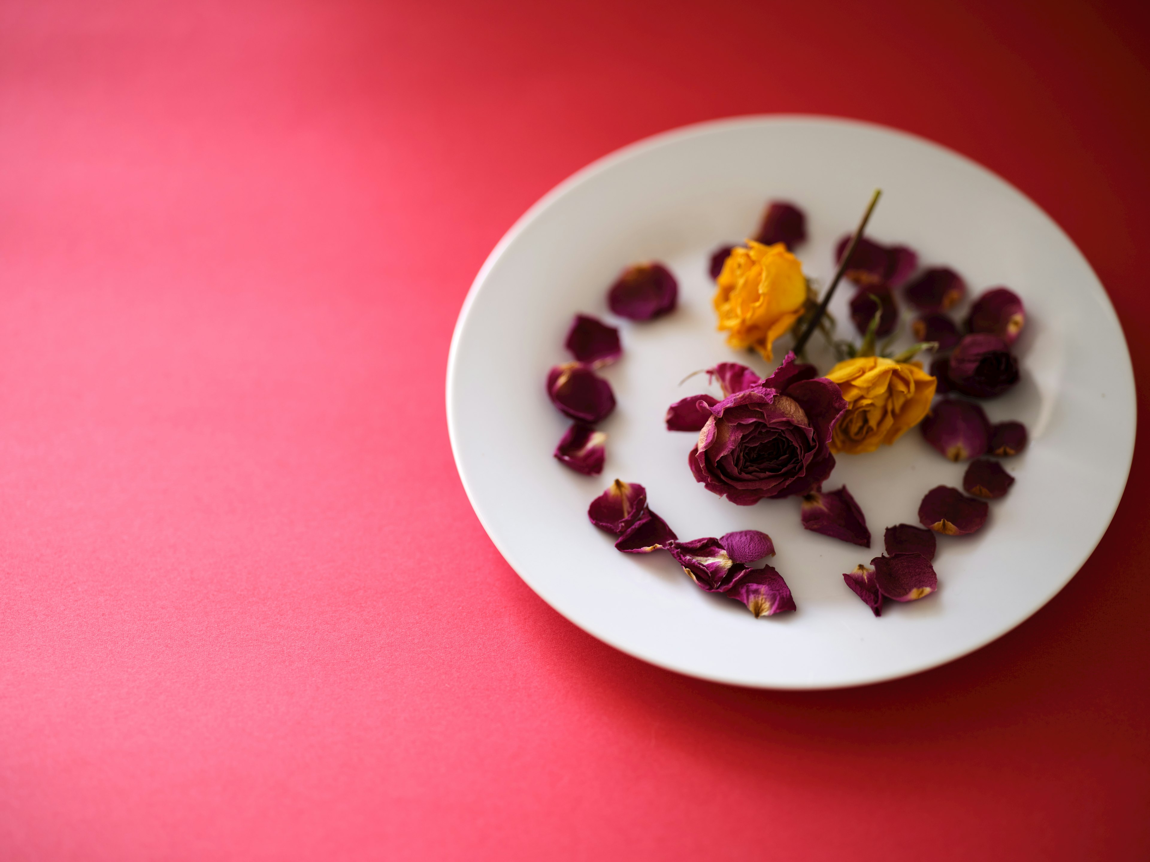 A white plate on a red background featuring dried roses and marigolds arranged with petals scattered around