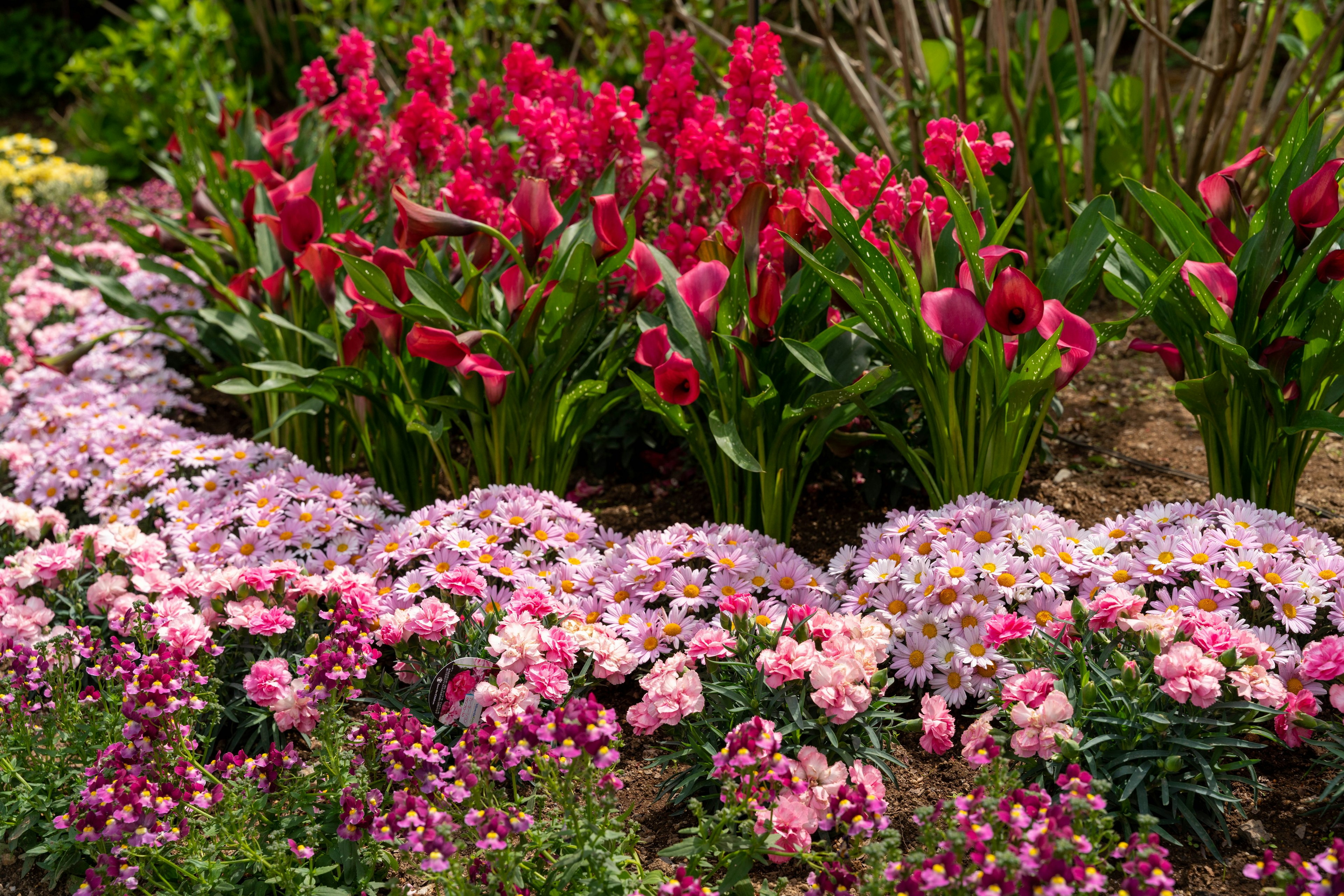 Colorful flowers blooming in a beautiful garden landscape