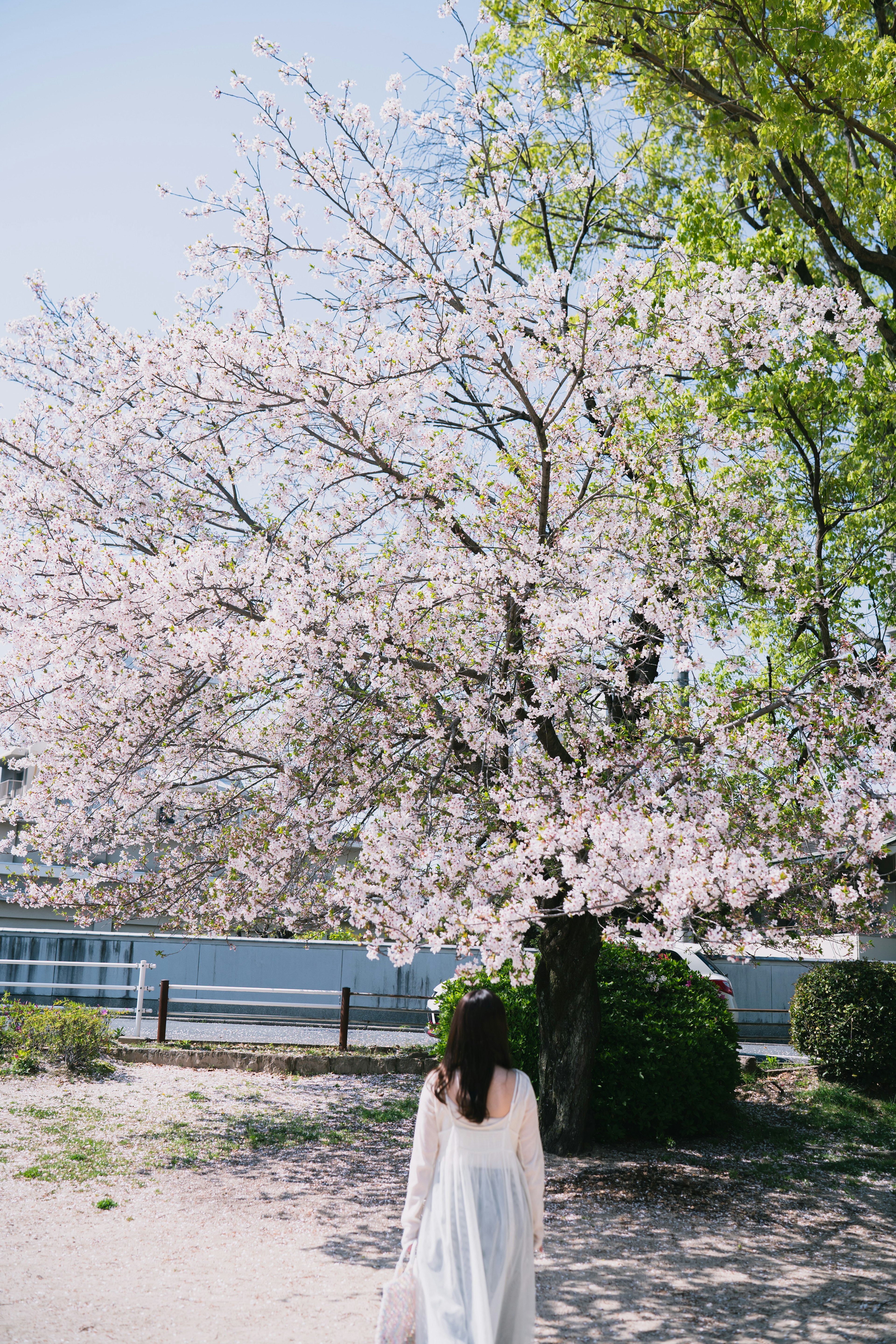 桜の木の下で白いドレスを着た女性が歩いている風景