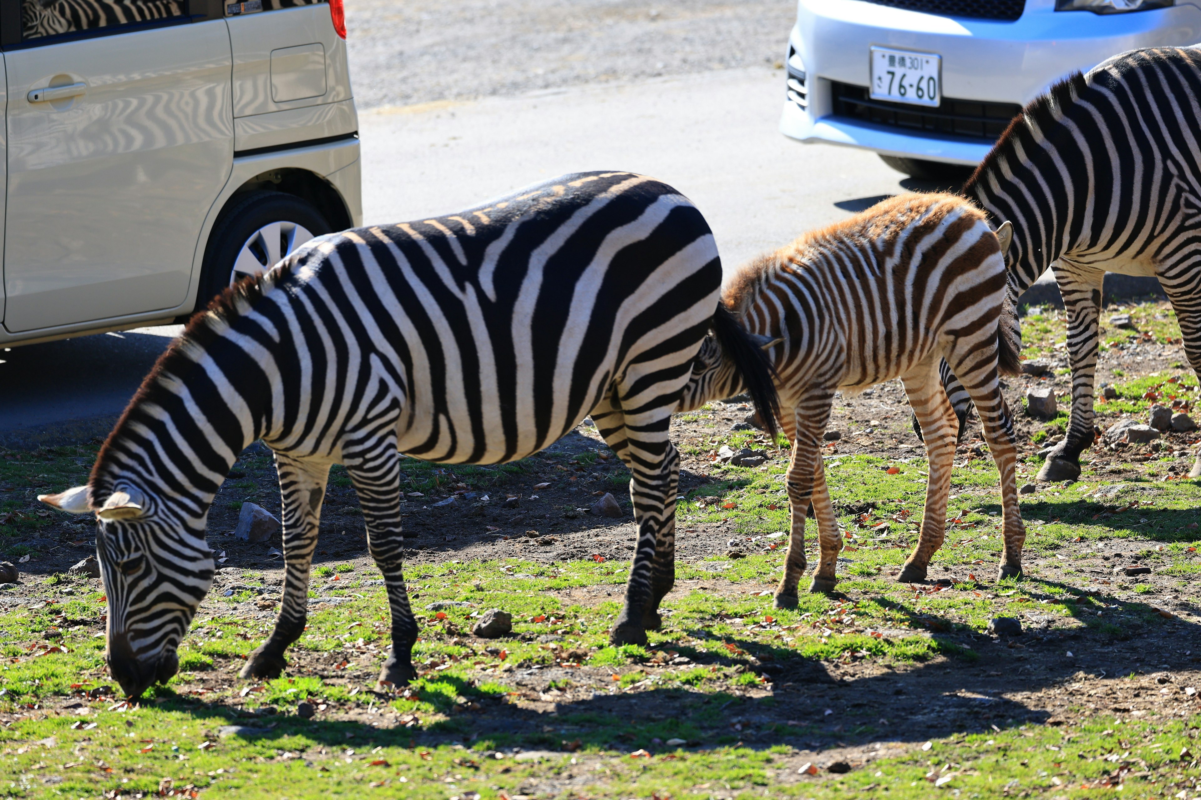 Zebras grazing on grass with a car in the background