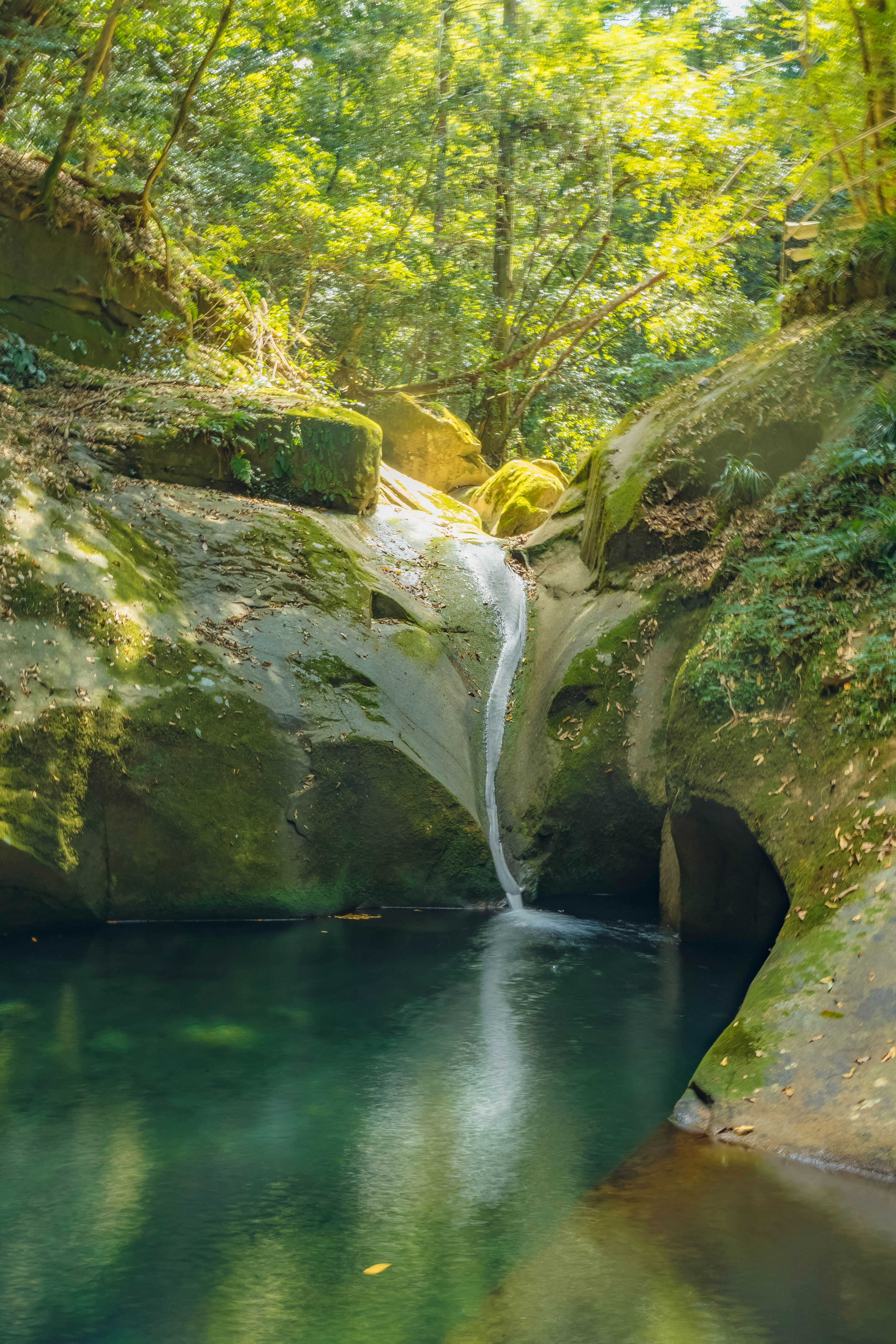 Une petite cascade et un bassin tranquille dans une forêt verdoyante