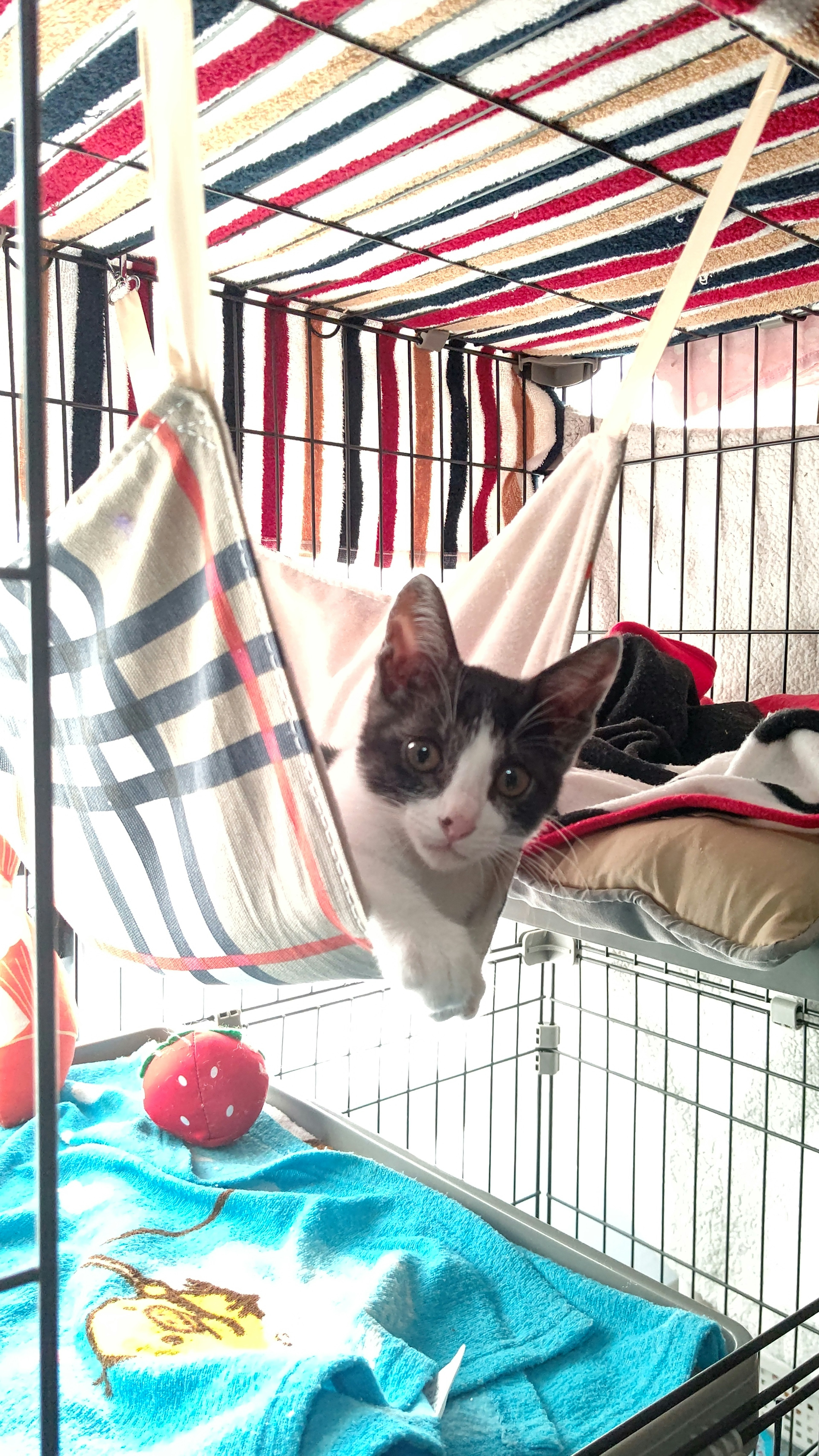 A cat lounging in a hammock with a striped background and colorful fabric