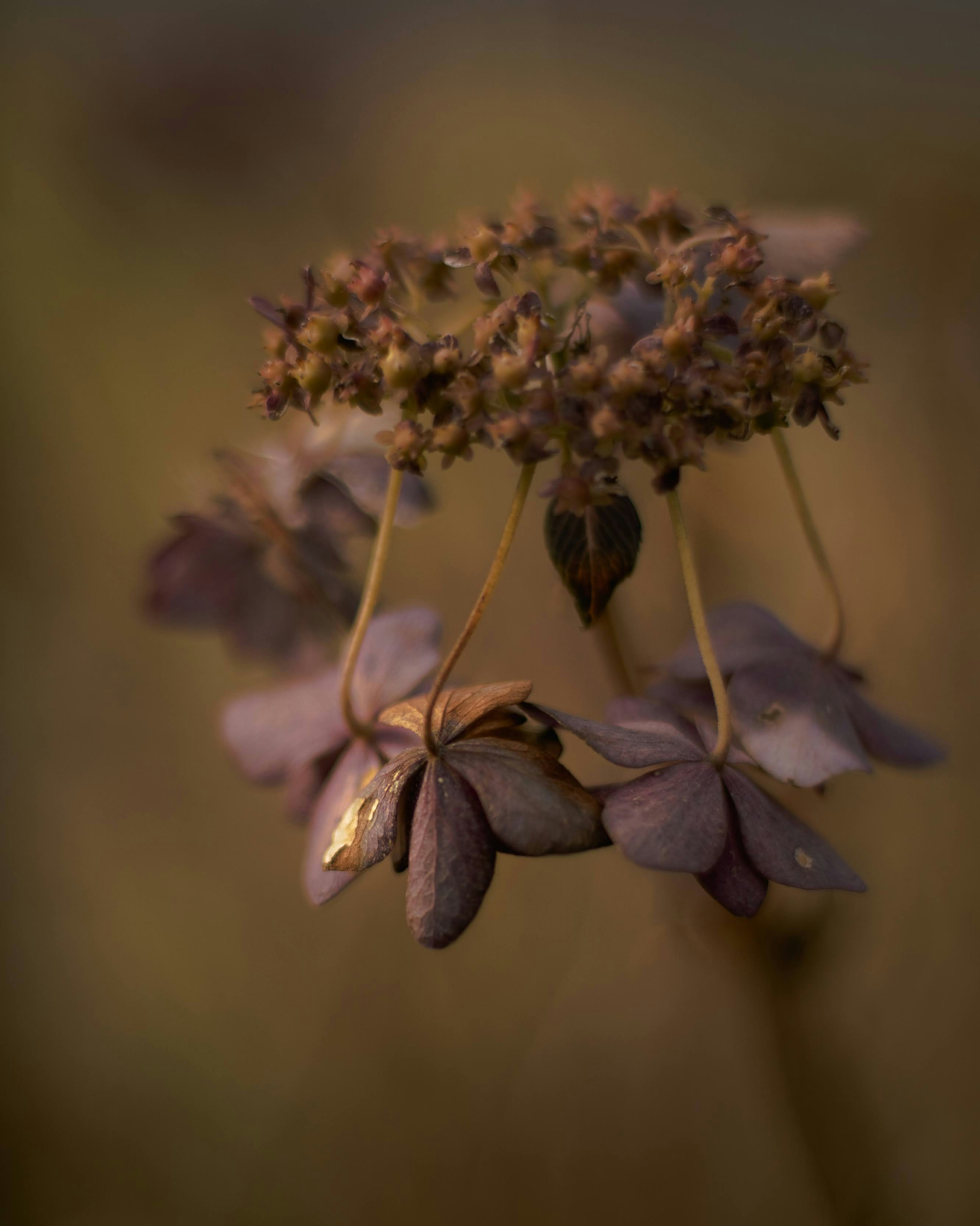 Acercamiento de una flor morada con fondo suave tallo delicado mostrando la belleza de la naturaleza