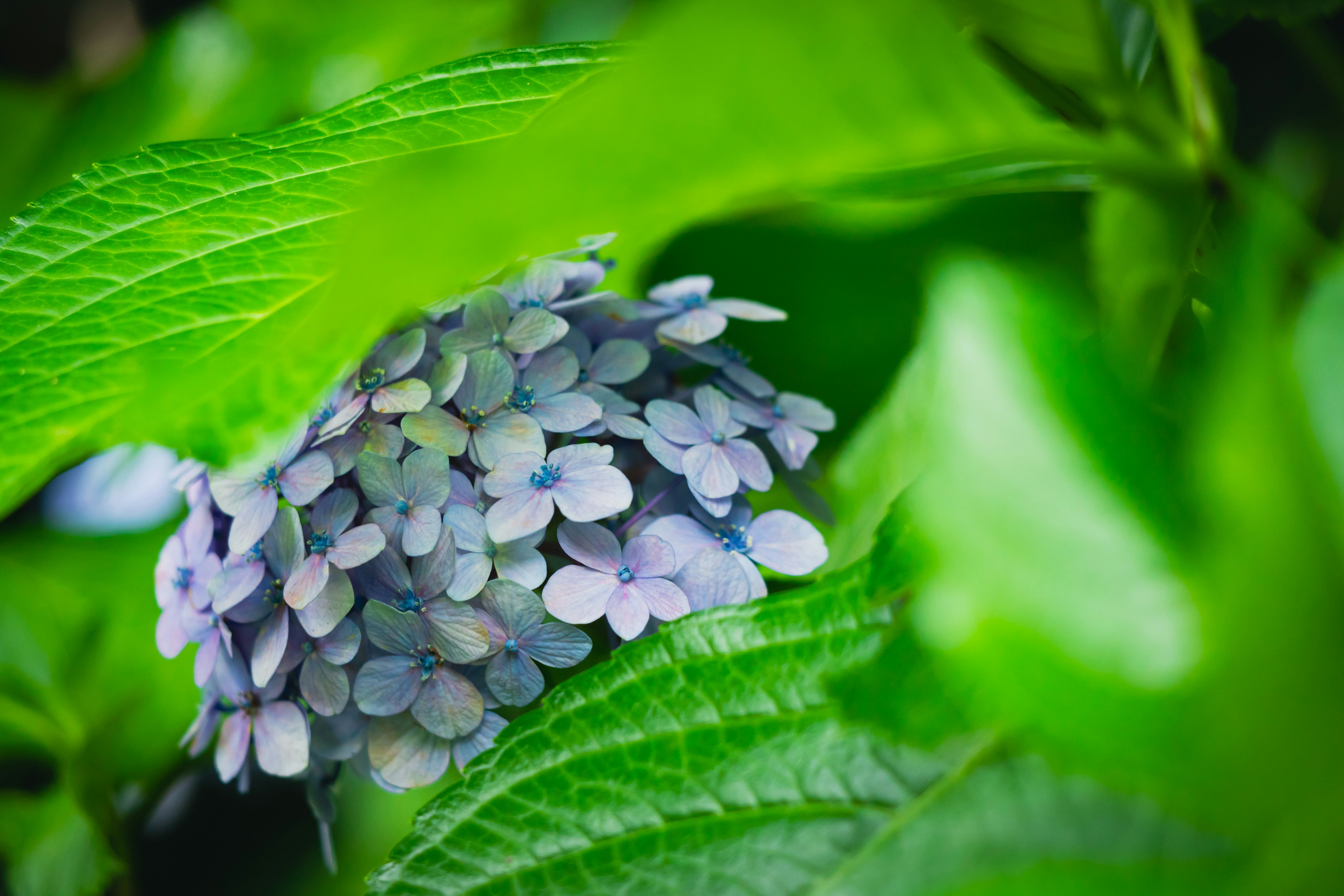 Hydrangea flower cluster partially hidden by green leaves