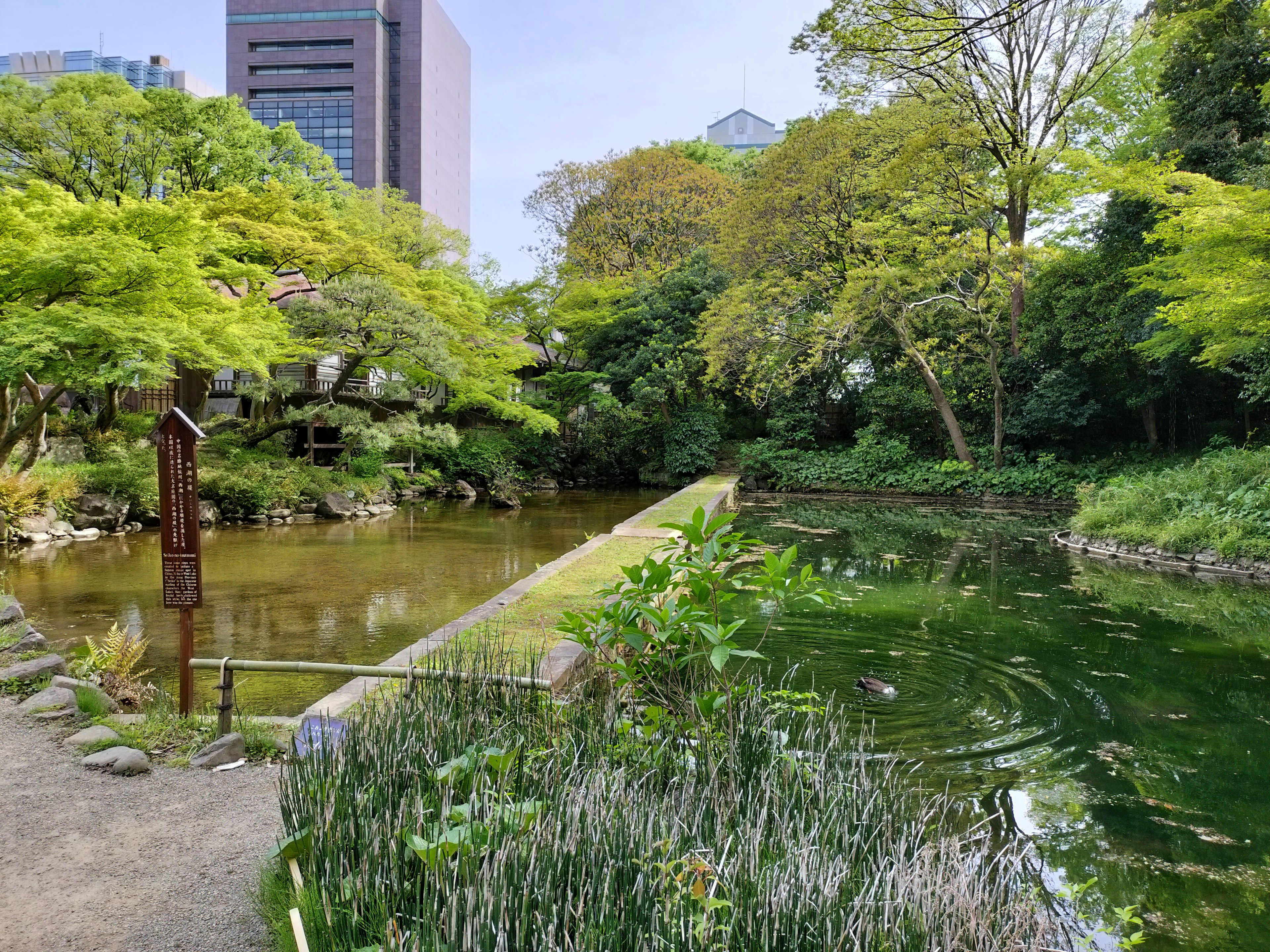 Lush park pond surrounded by greenery and trees