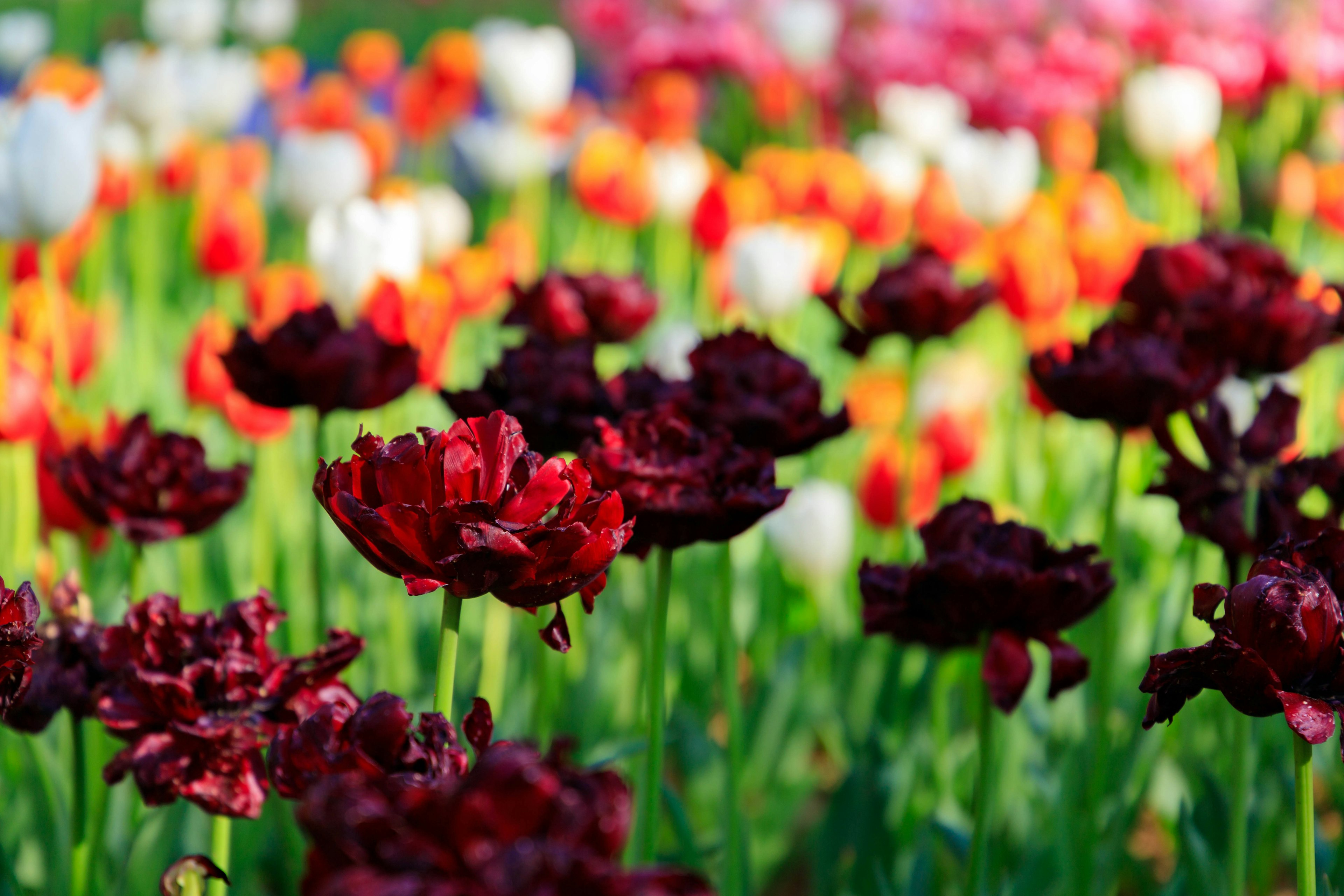 Ein lebhaftes Blumenfeld mit roten Tulpen zwischen verschiedenen farbigen Tulpen