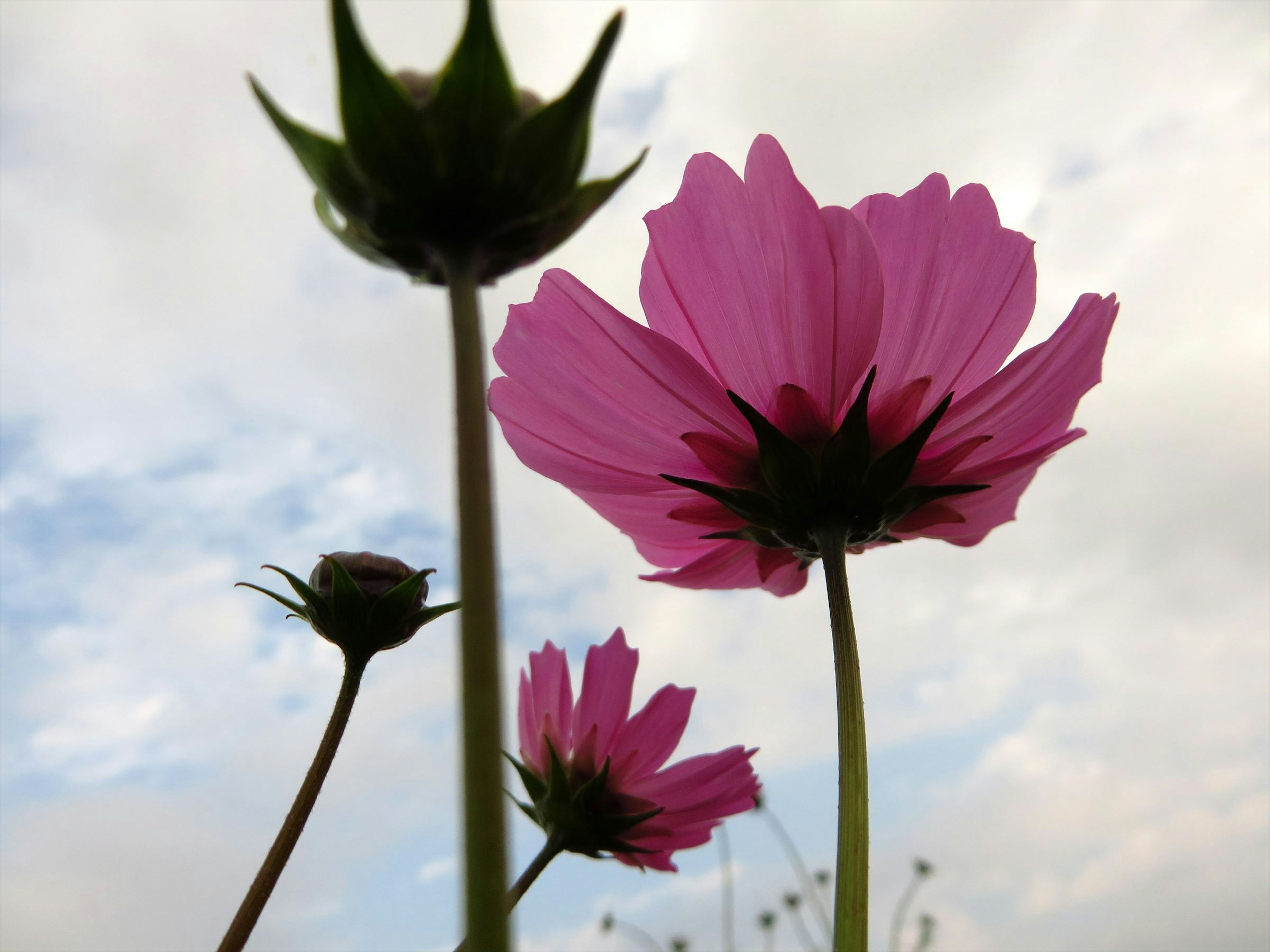 Bunga pink dan kuncup di bawah langit biru