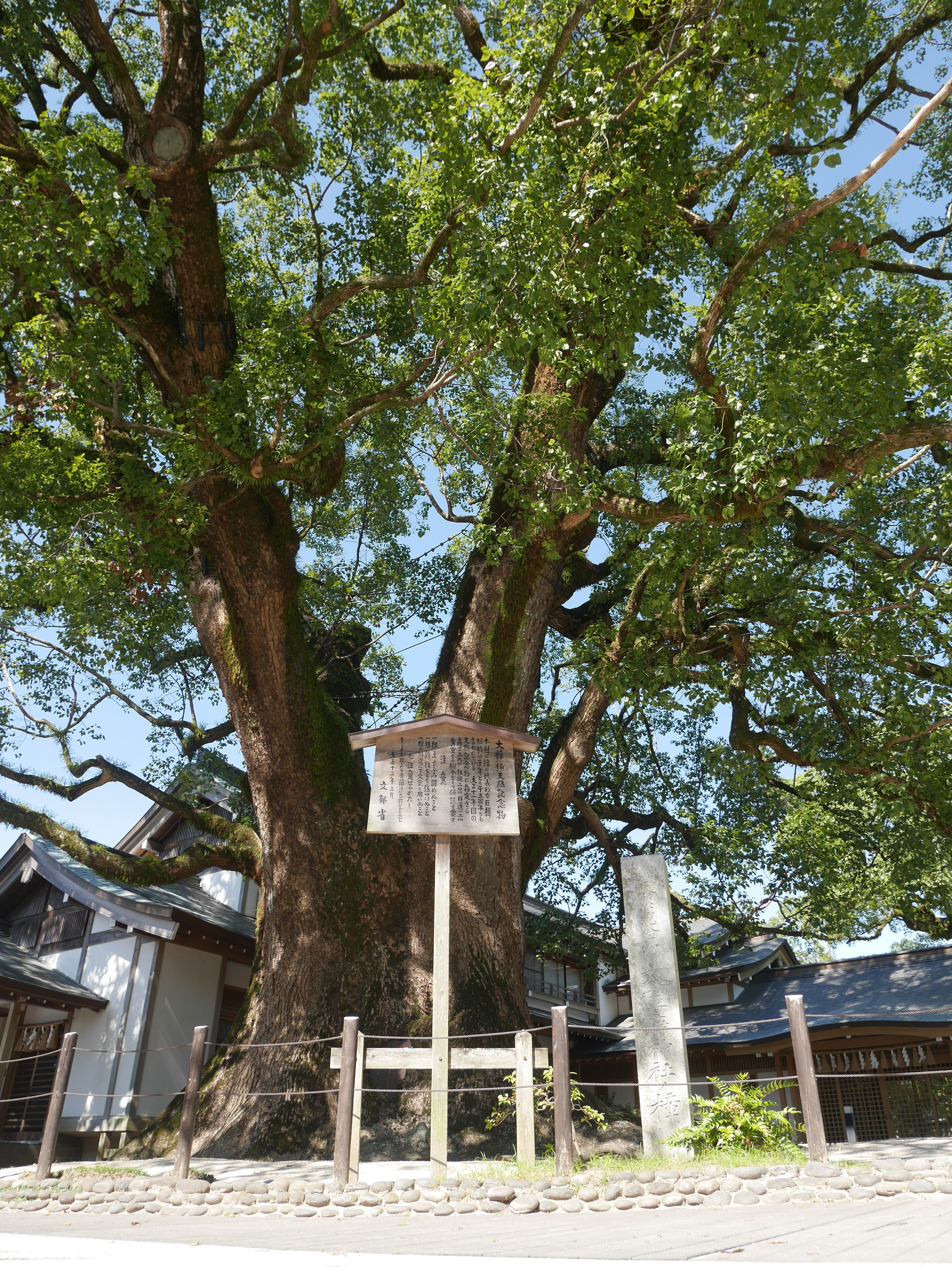 Grande albero con un segno e paesaggio circostante