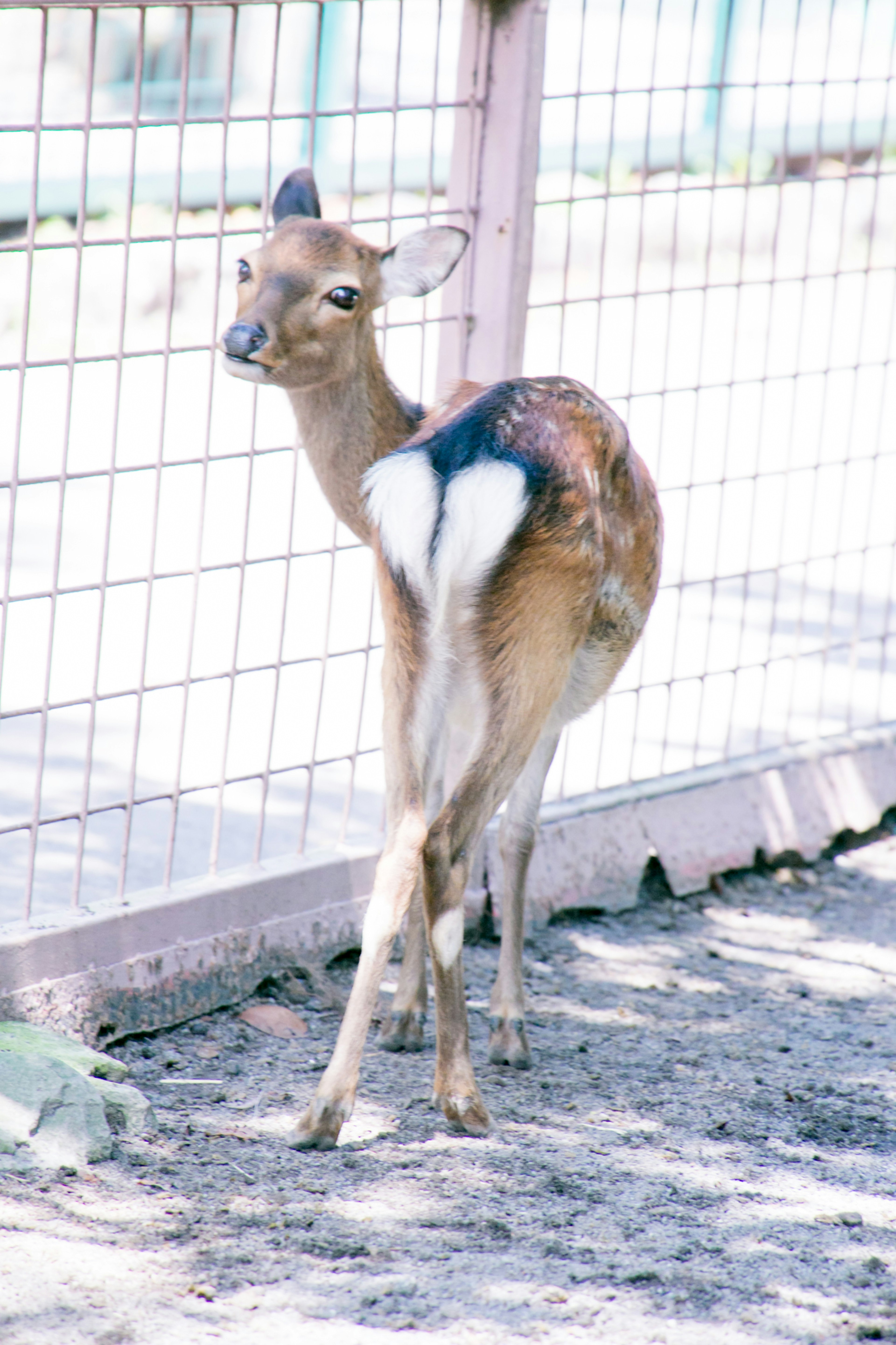 A small deer standing near a fence looking back