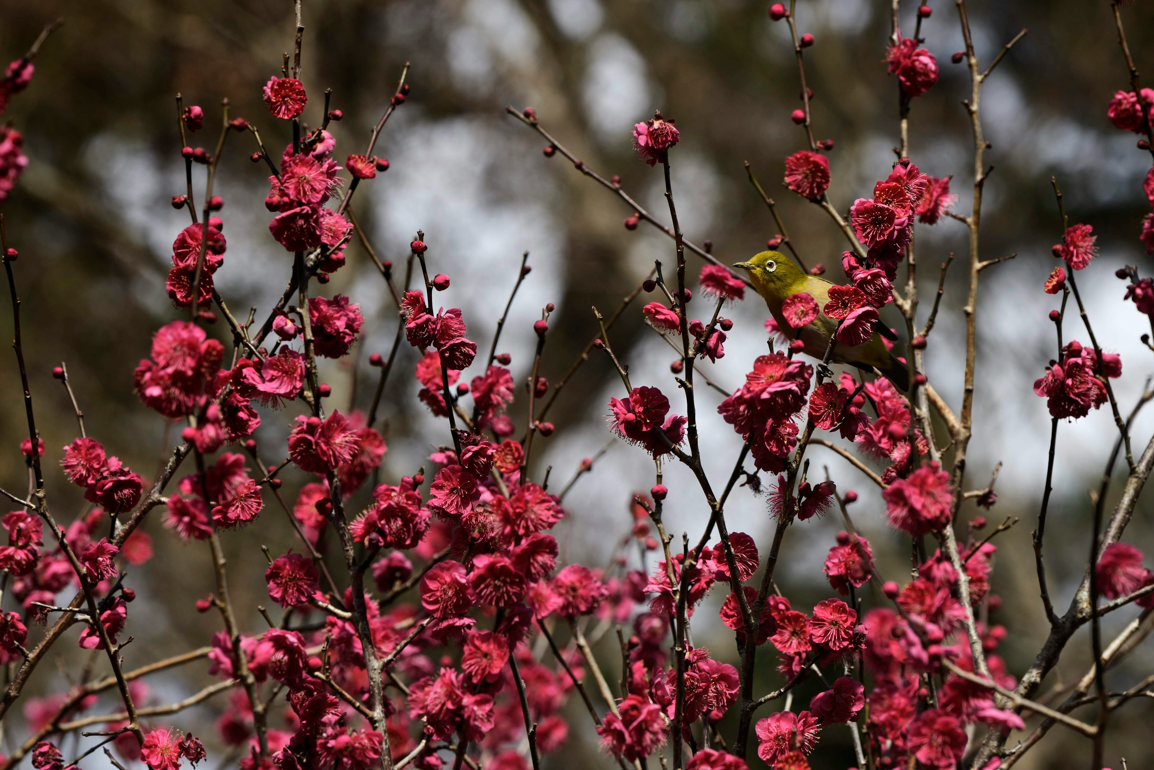 ピンクの花が咲いている木の枝が背景にぼやけた風景の中で見える