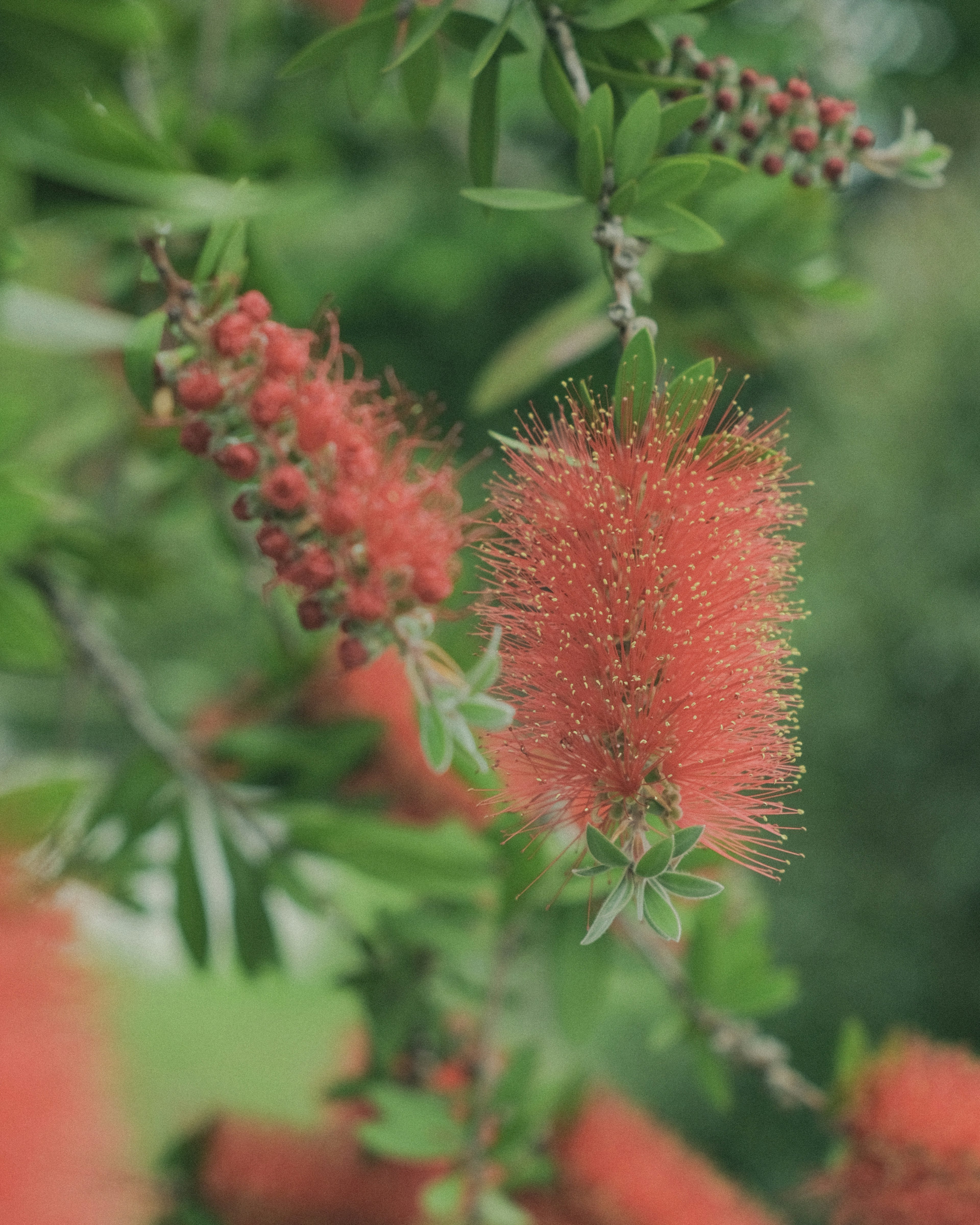 Close-up of a branch with vibrant red flowers