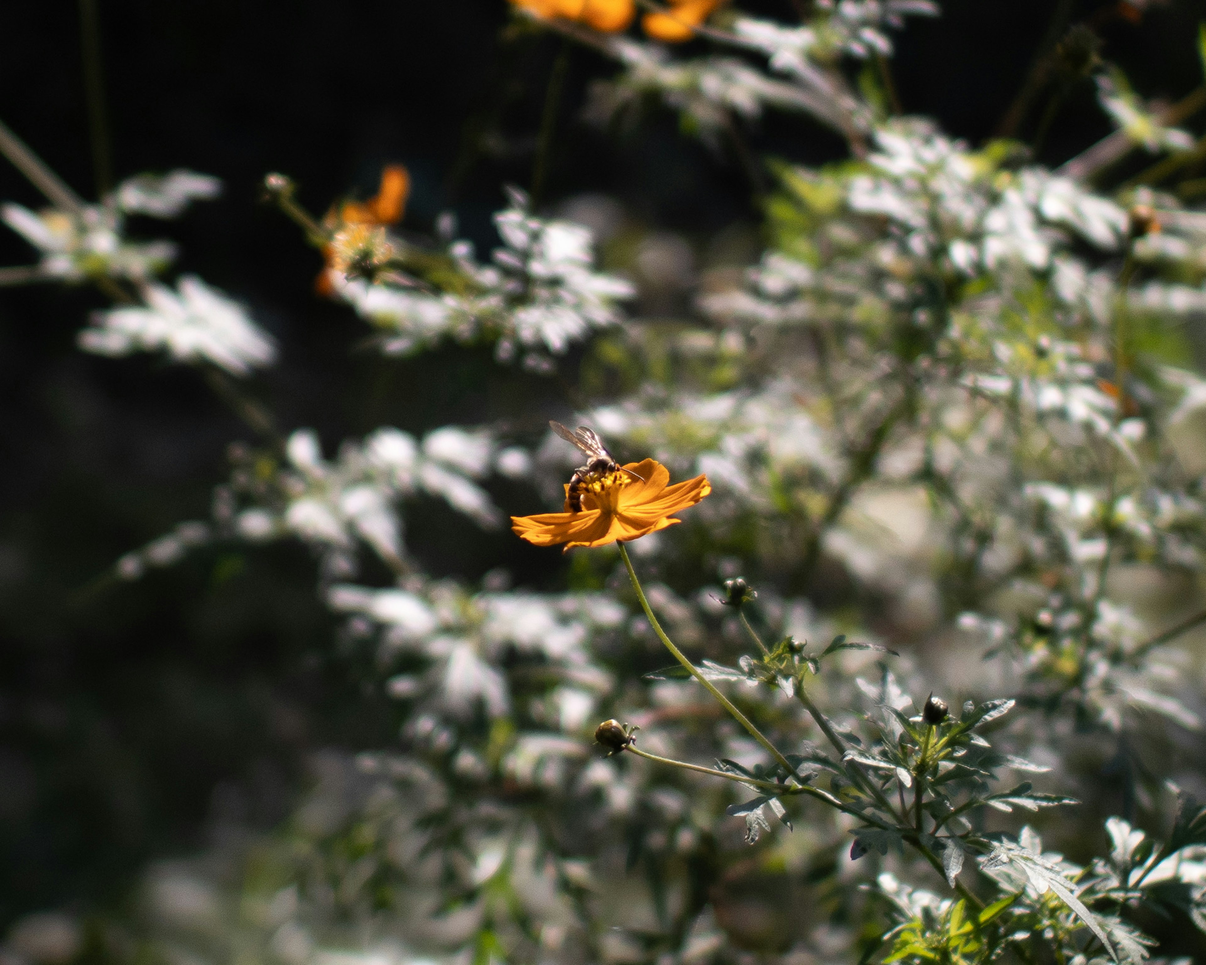 Eine Biene schwebt in der Nähe einer leuchtend orangefarbenen Blume im grünen Laub