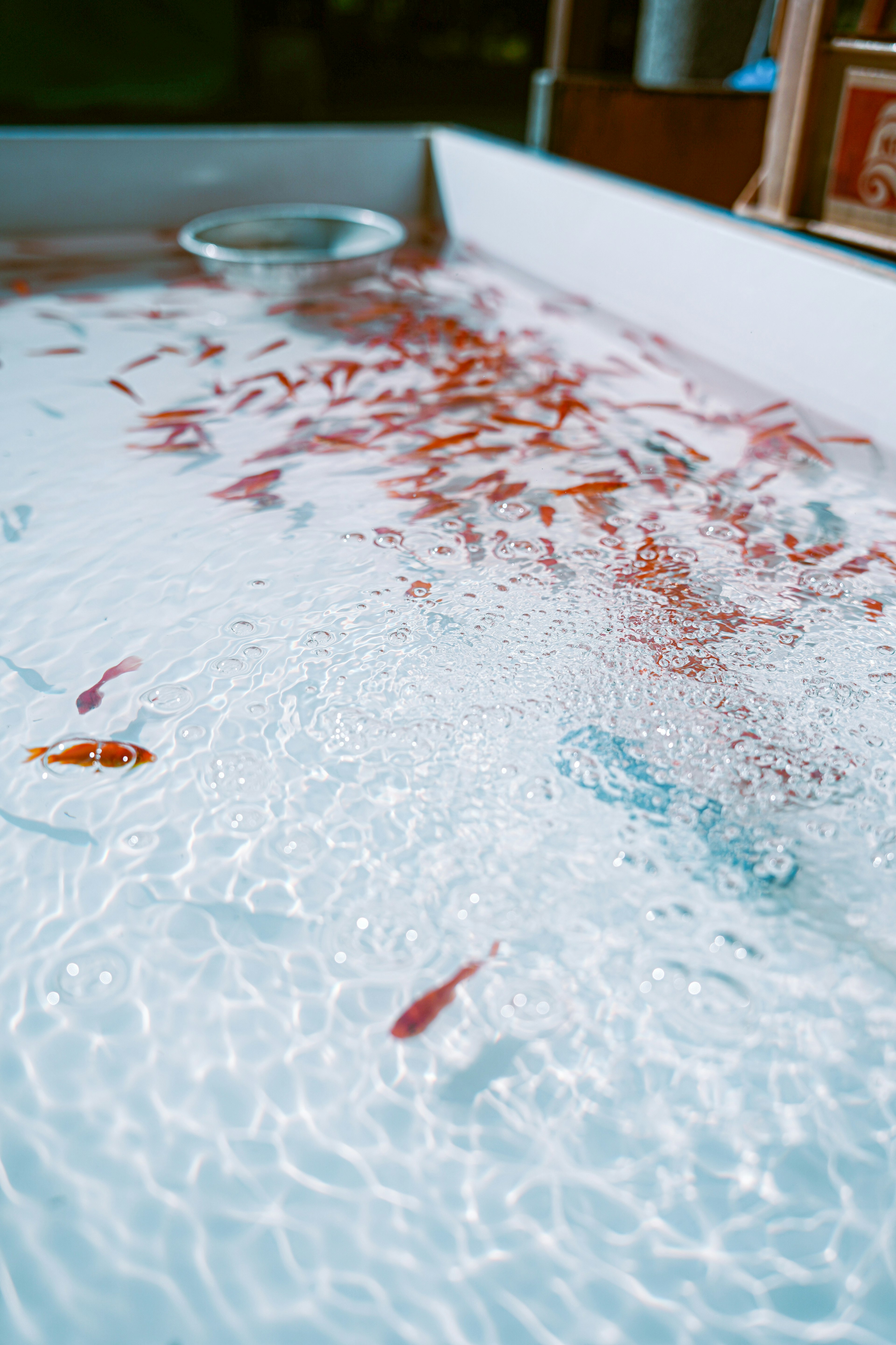 Ein klarer Wassertank mit bunten Goldfischen, die schwimmen