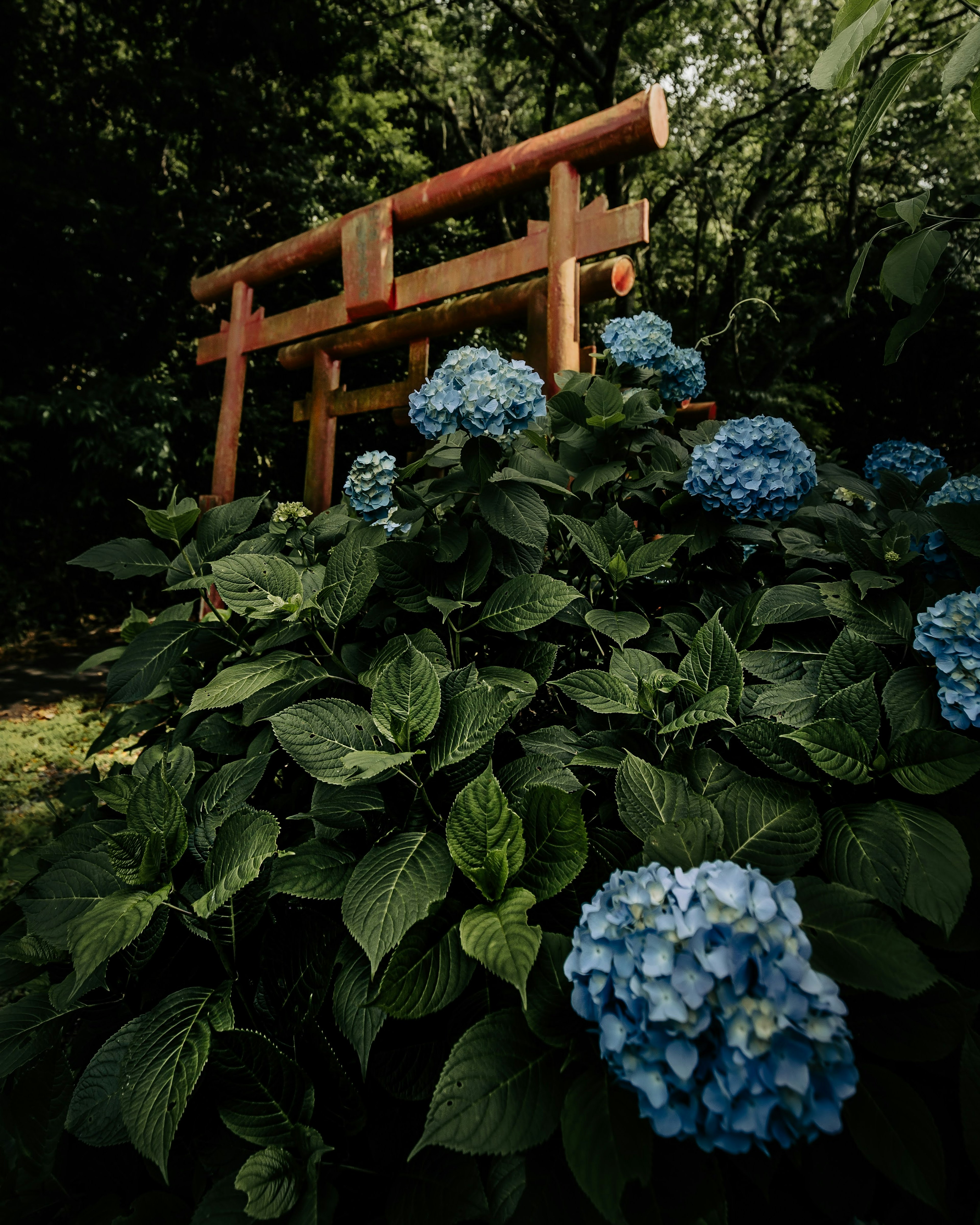 Vegetación exuberante con hortensias azules y una puerta torii de madera