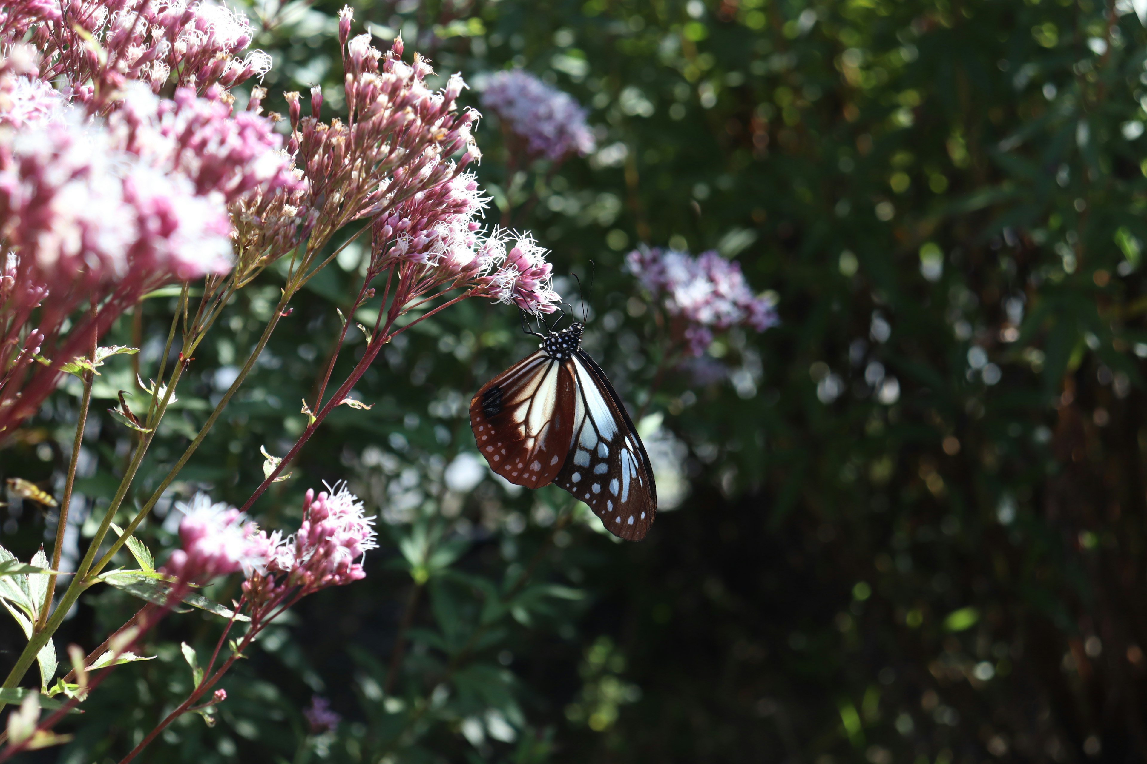 Butterfly perched on pink flowers with a vibrant green background