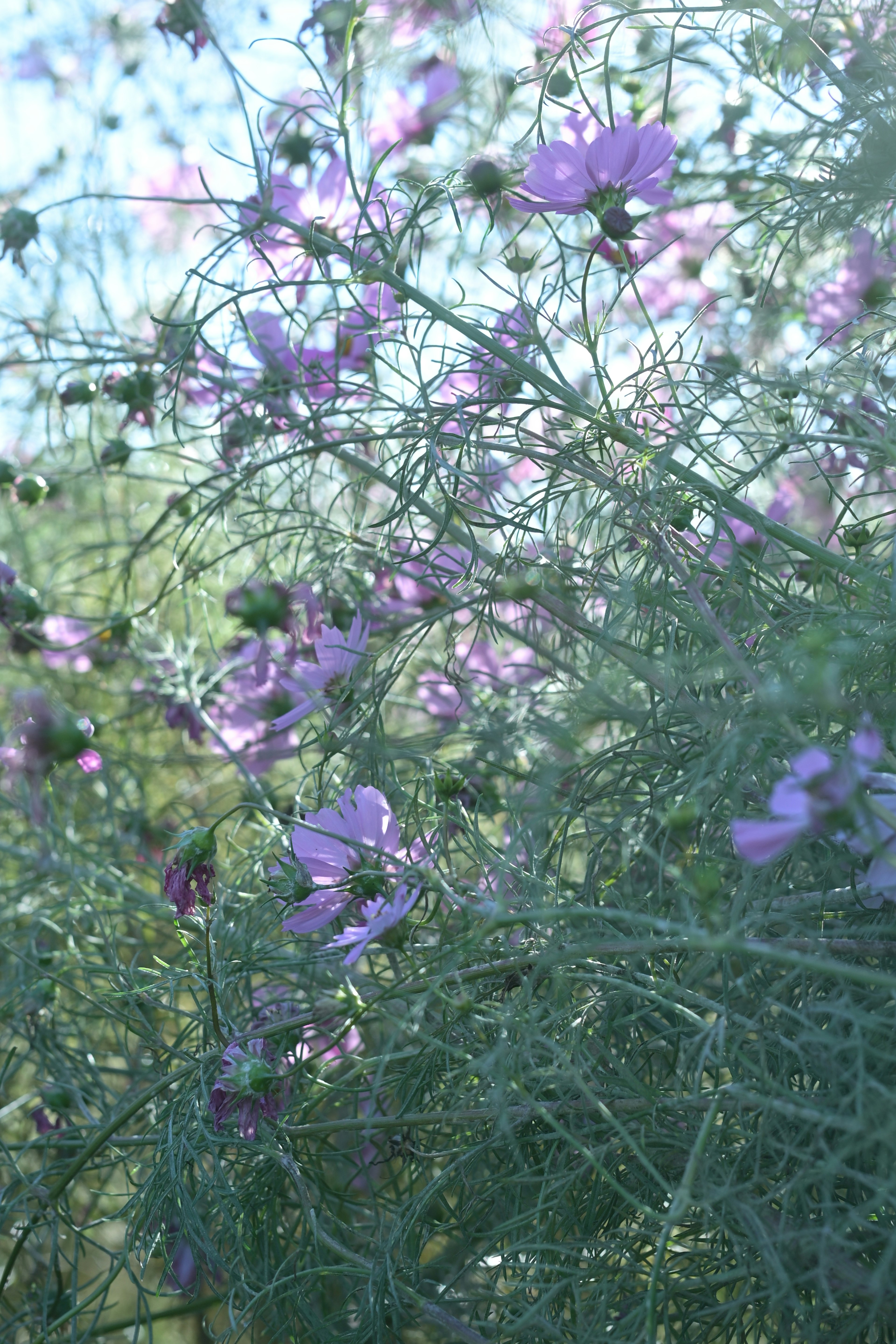 Follaje denso con delicadas flores moradas a la luz natural