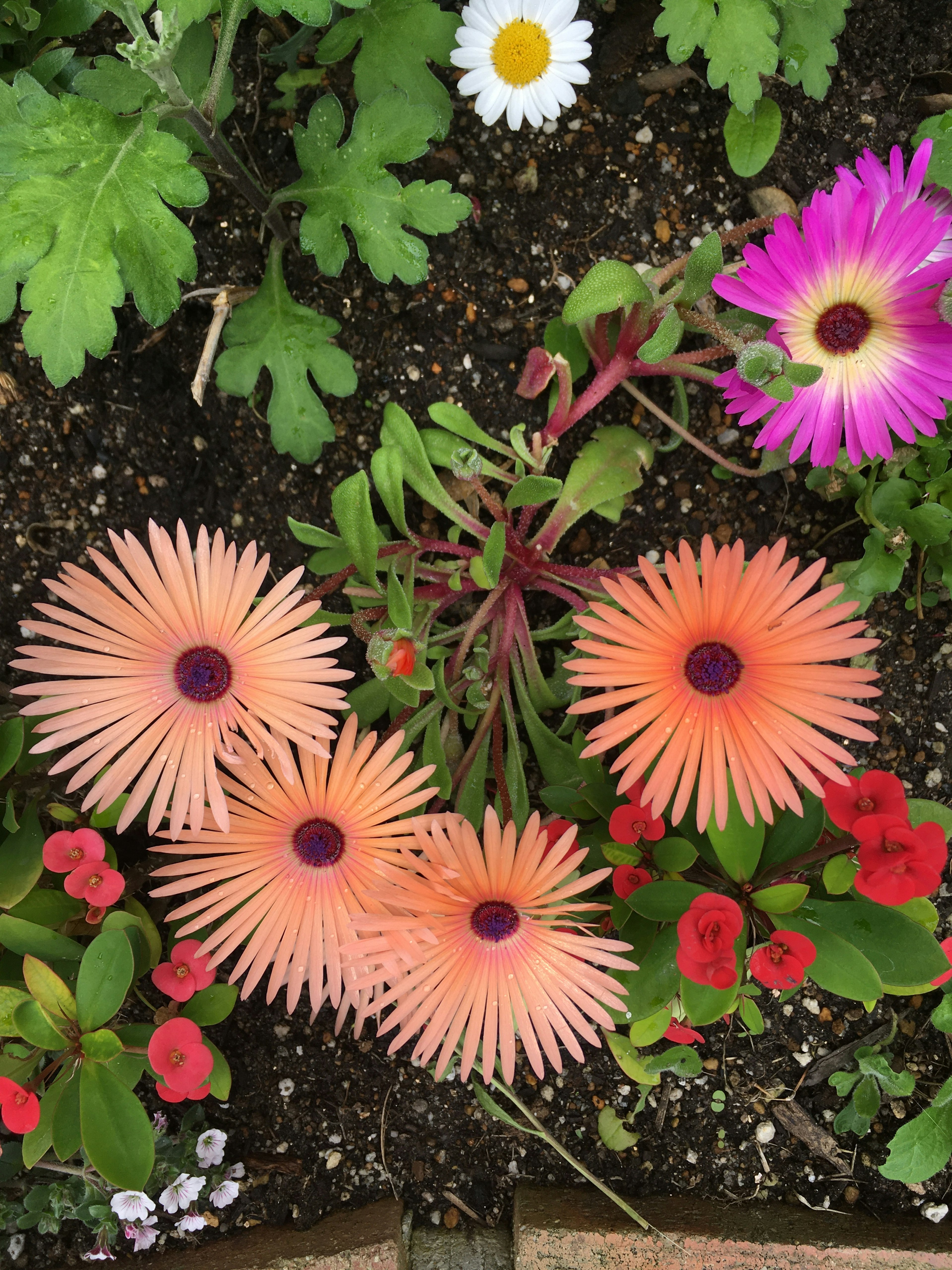 從上方俯瞰花園，中央有橙色花朵，周圍有各種花卉