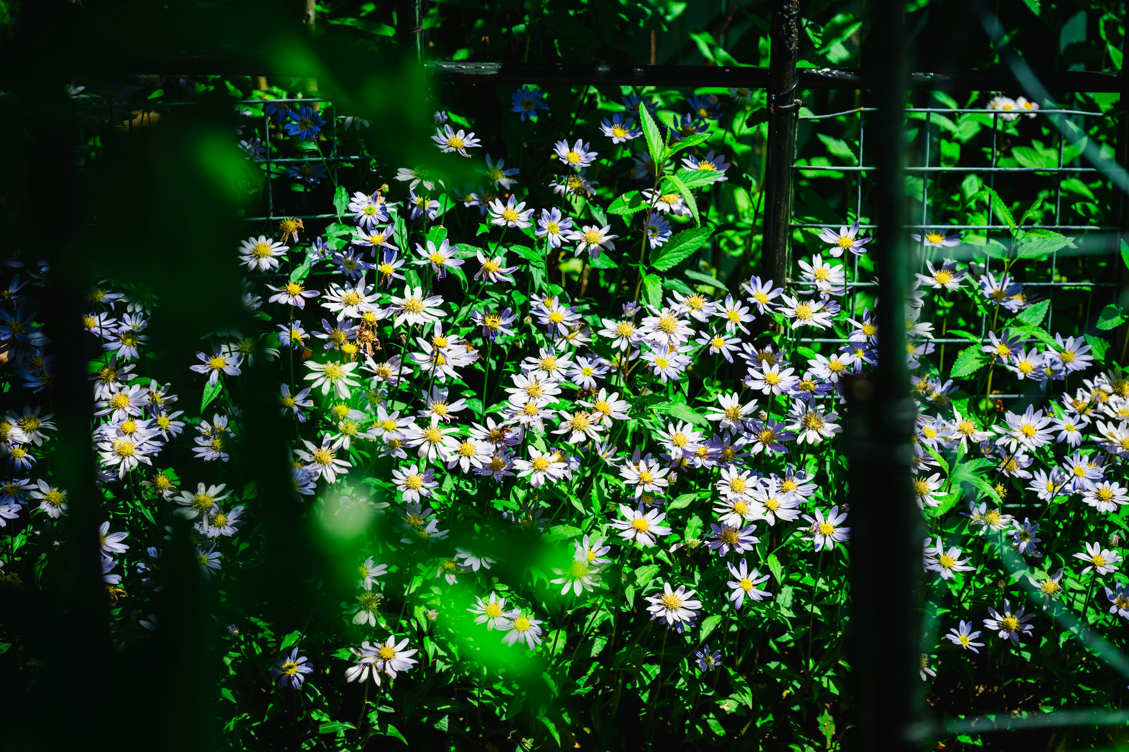 Cluster of white flowers blooming against a green background