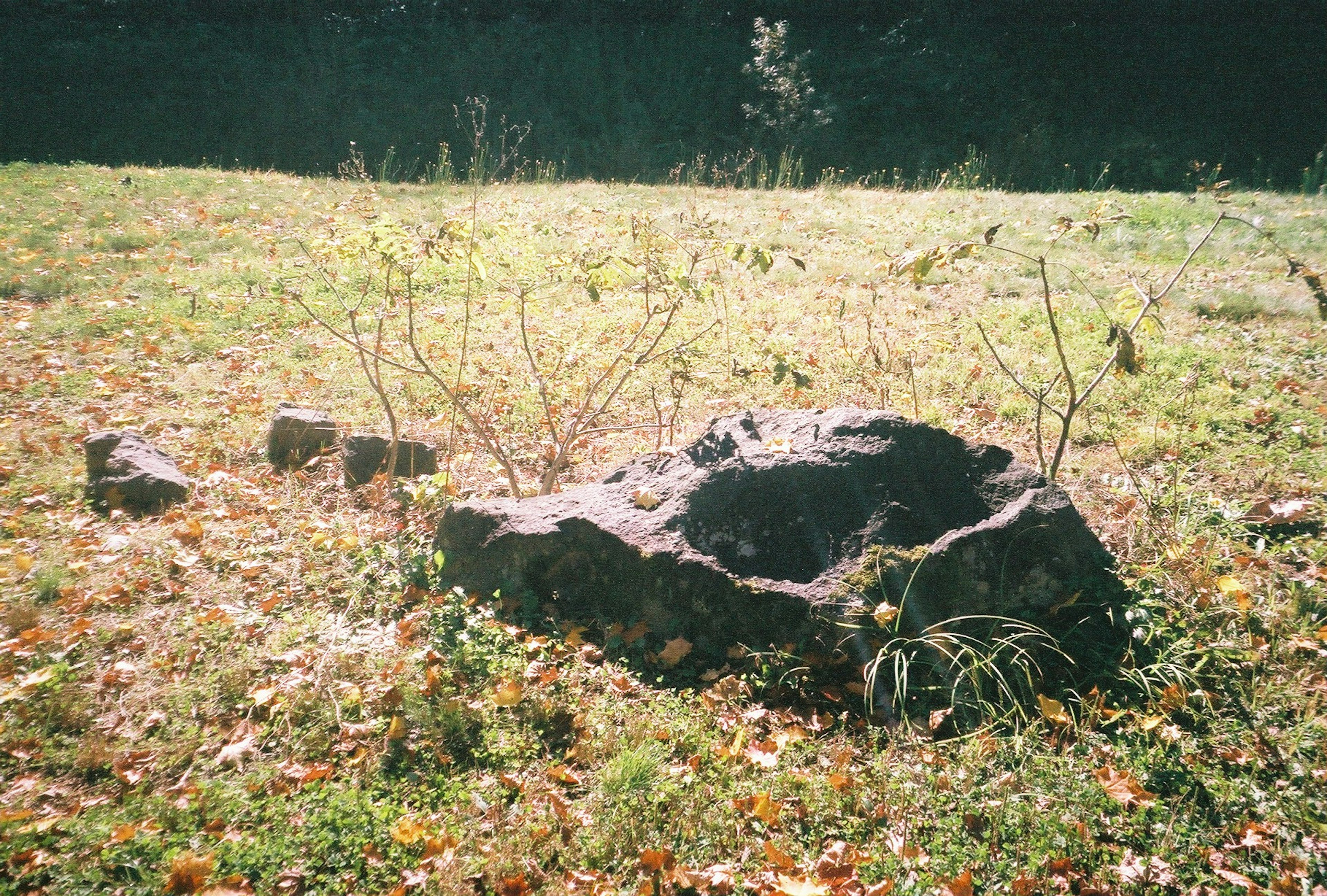 Großer Felsen auf grasigem Boden umgeben von kleinen Pflanzen