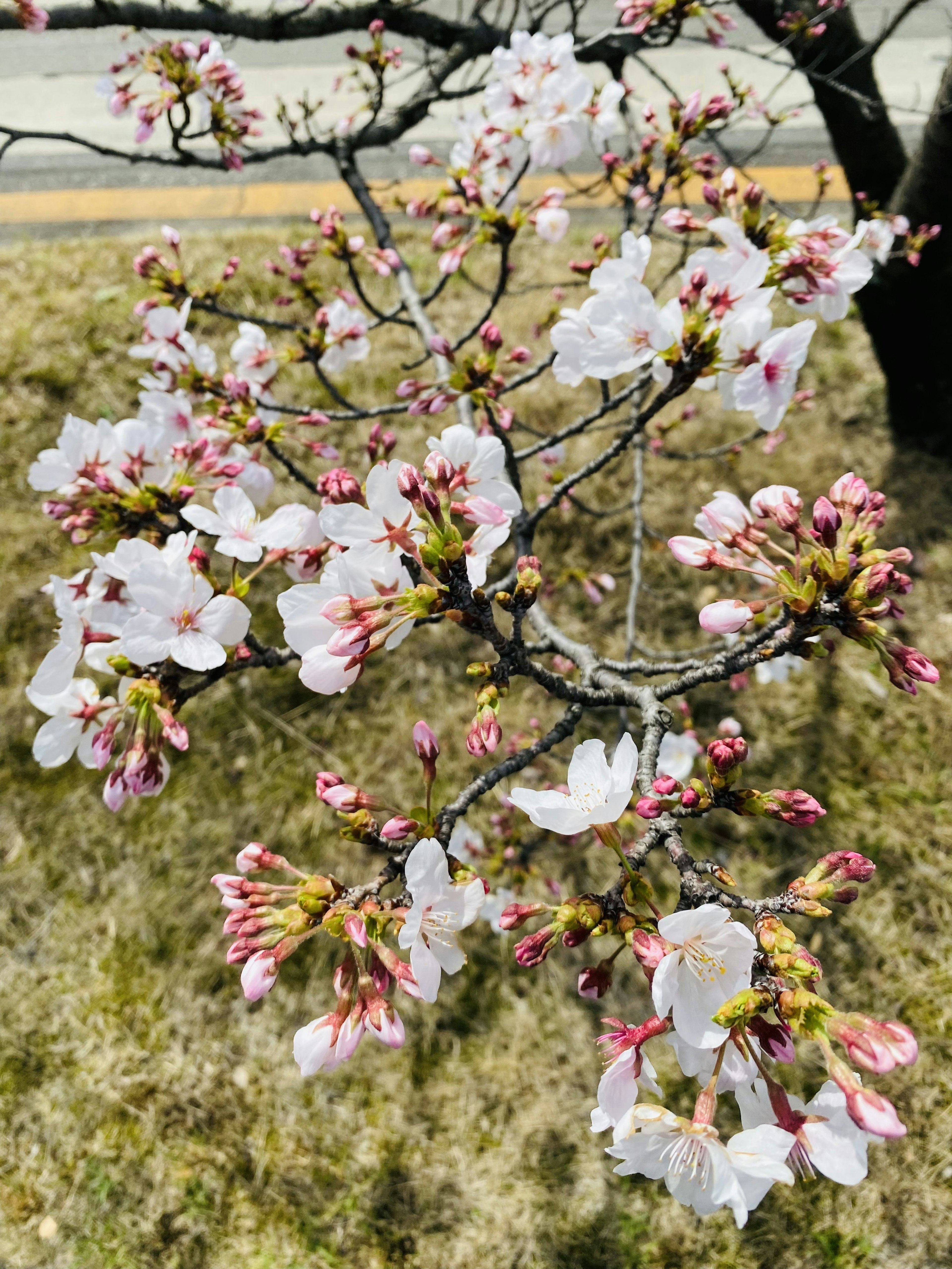 Nahaufnahme von Kirschblütenzweigen mit rosa und weißen Blüten