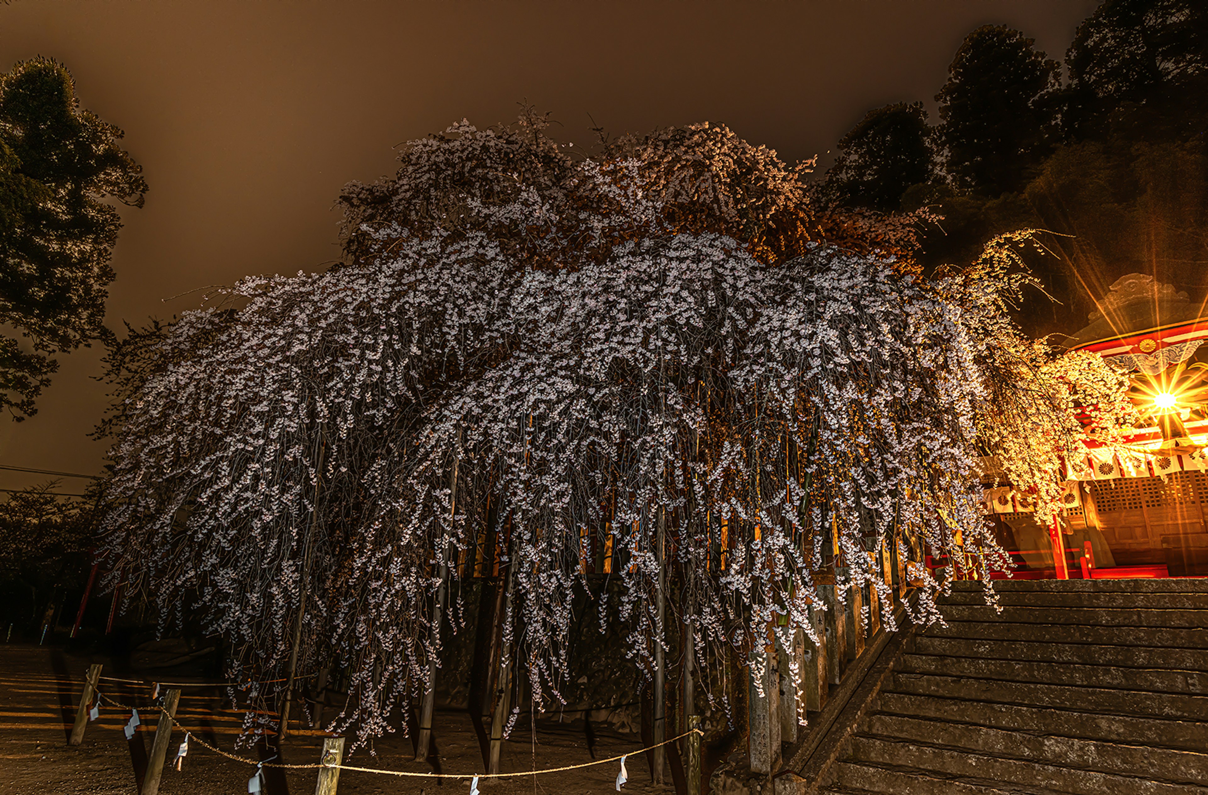 Illuminated weeping cherry tree at night with wishes hanging from branches