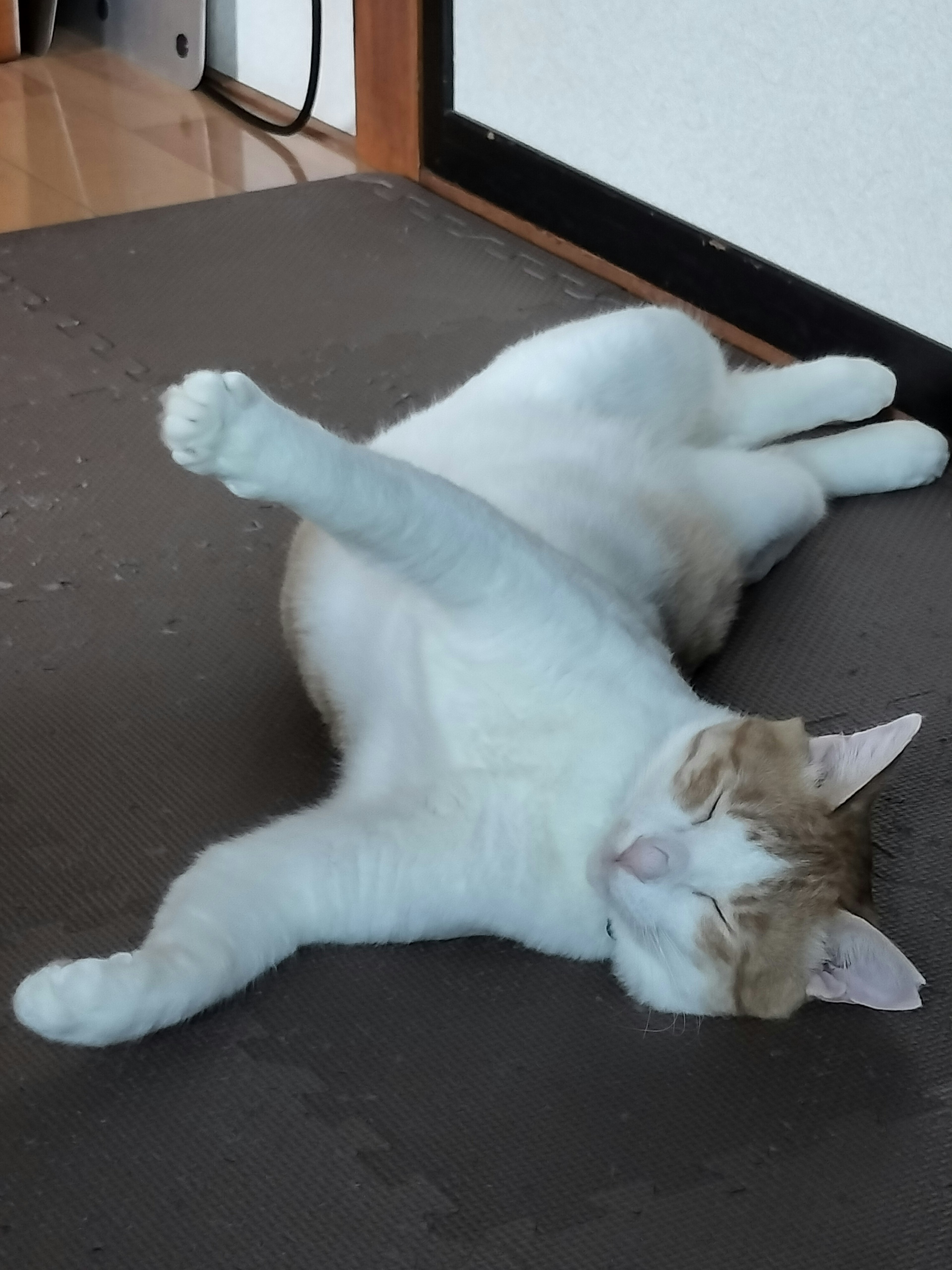 A white and brown cat lying down relaxed