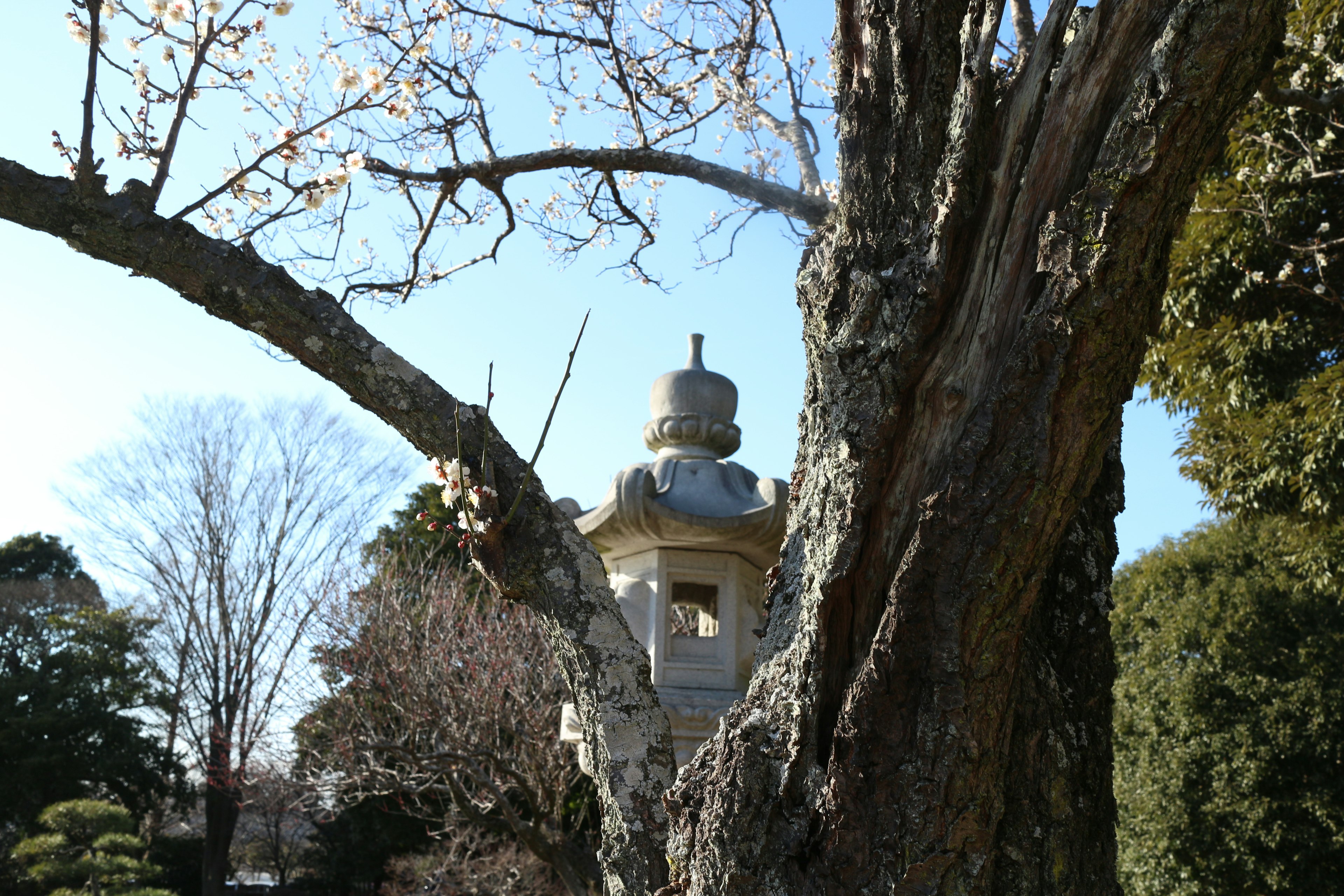 Una vista di un albero antico e una lanterna di pietra sotto un cielo blu