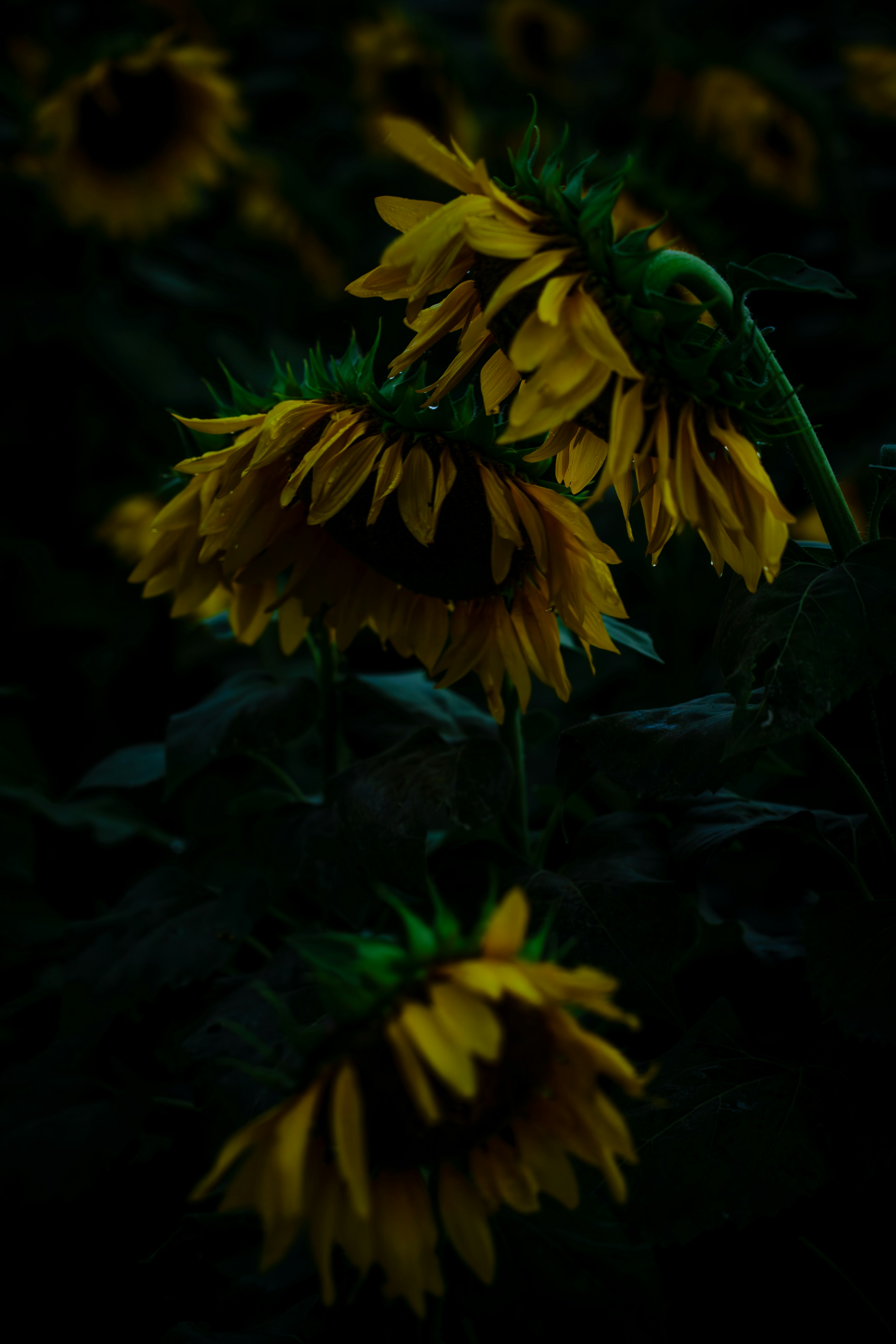 Sonnenblumen, die sich gegen einen dunklen Hintergrund wenden