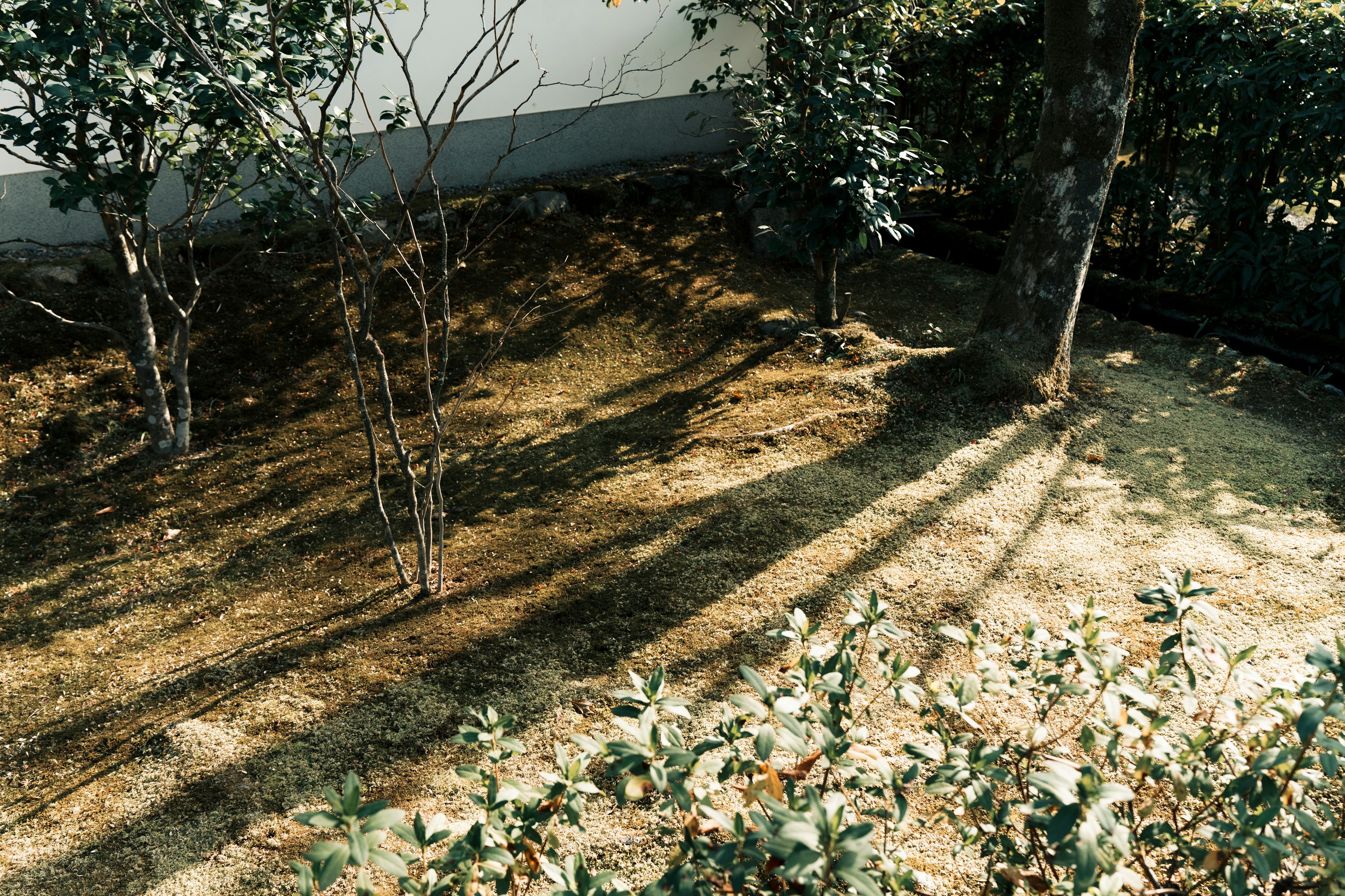 Une scène de jardin avec des arbres et des ombres projetées par la lumière du soleil