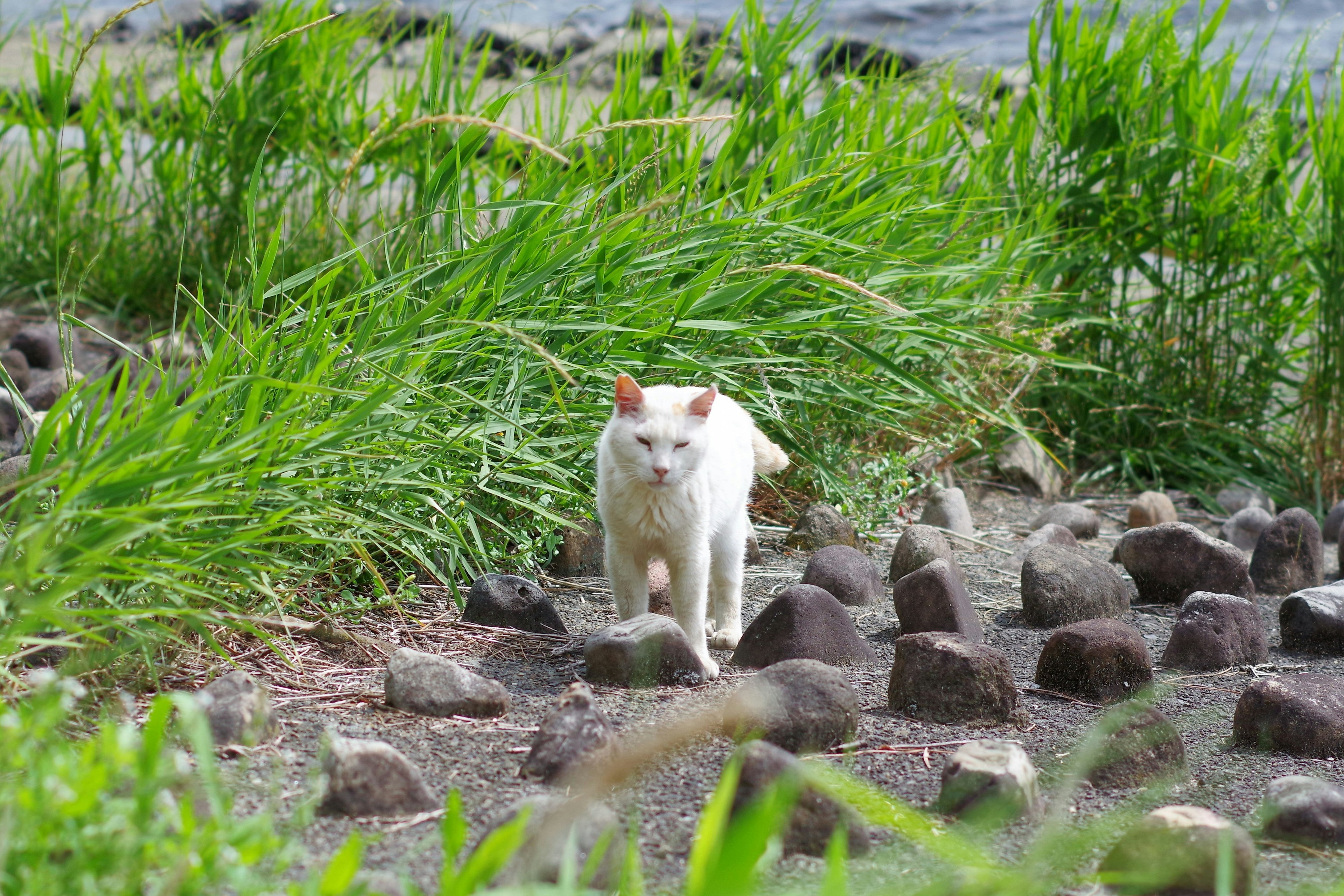 Un gato blanco caminando entre la hierba y las piedras