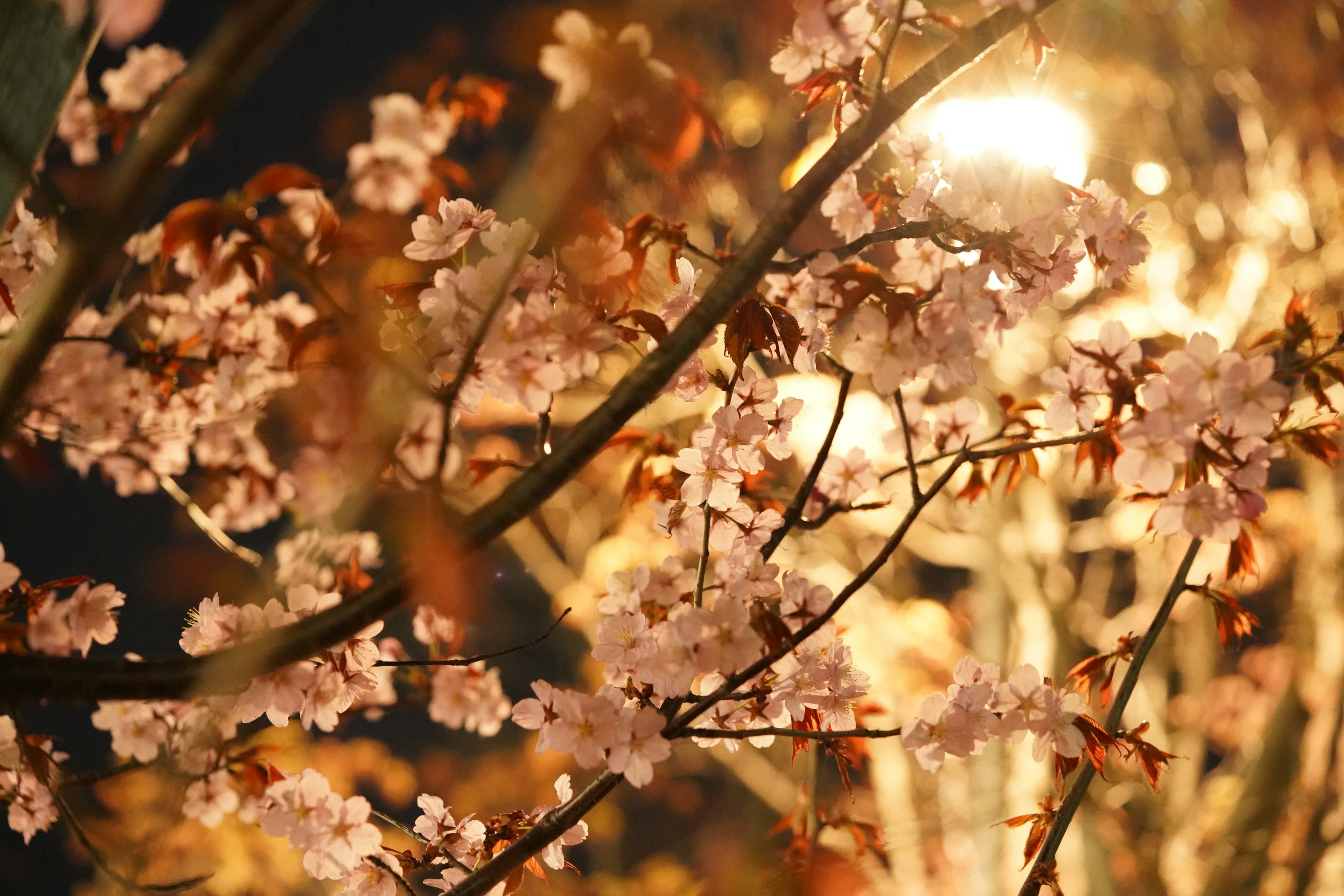 Cherry blossom petals illuminated by light at night