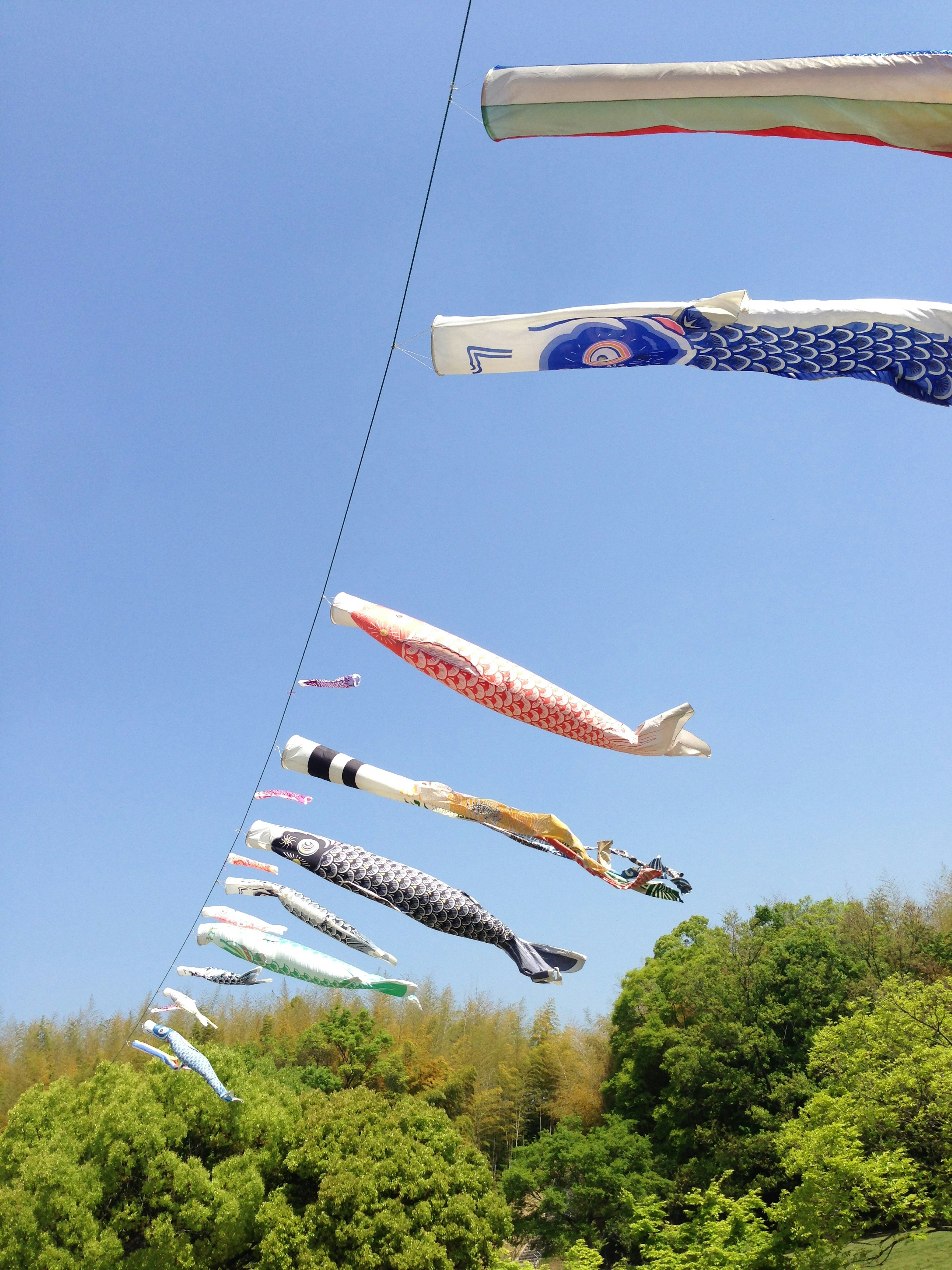 Una fila di koi nobori colorati che volano sotto un cielo blu con alberi verdi