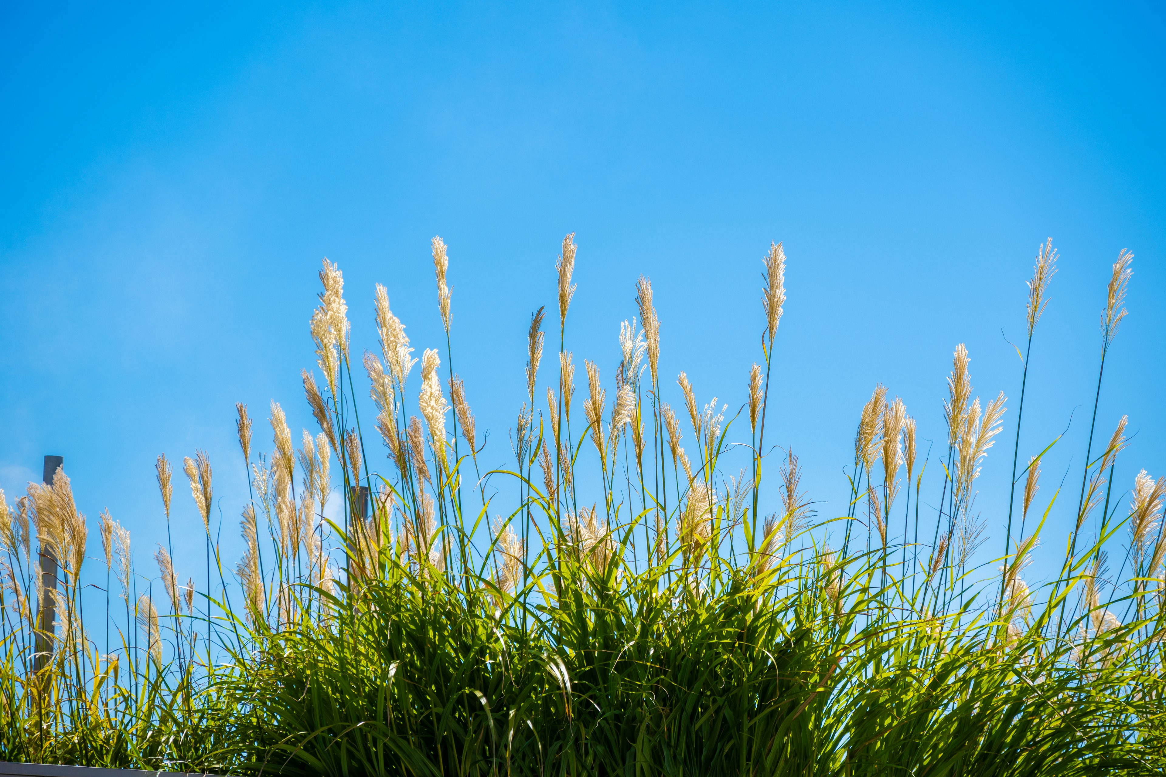 Golden grass swaying under a blue sky