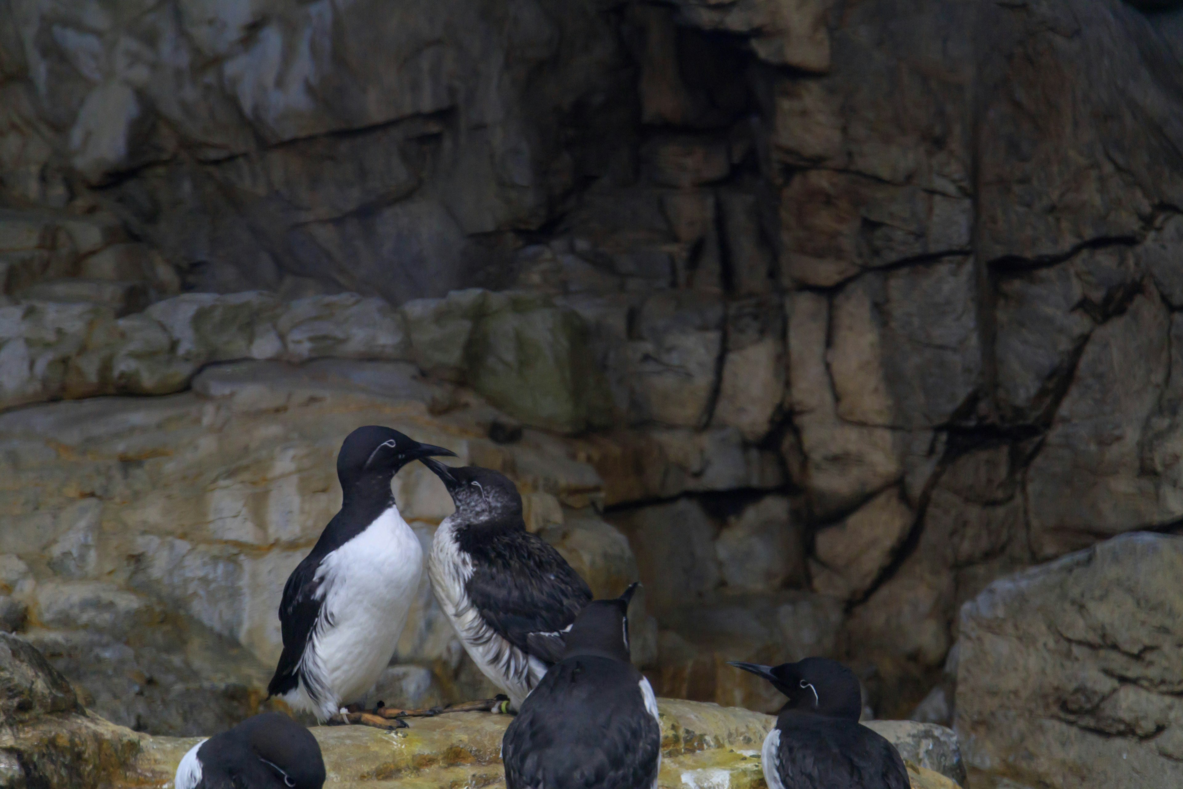 A group of seabirds gathered among rocks