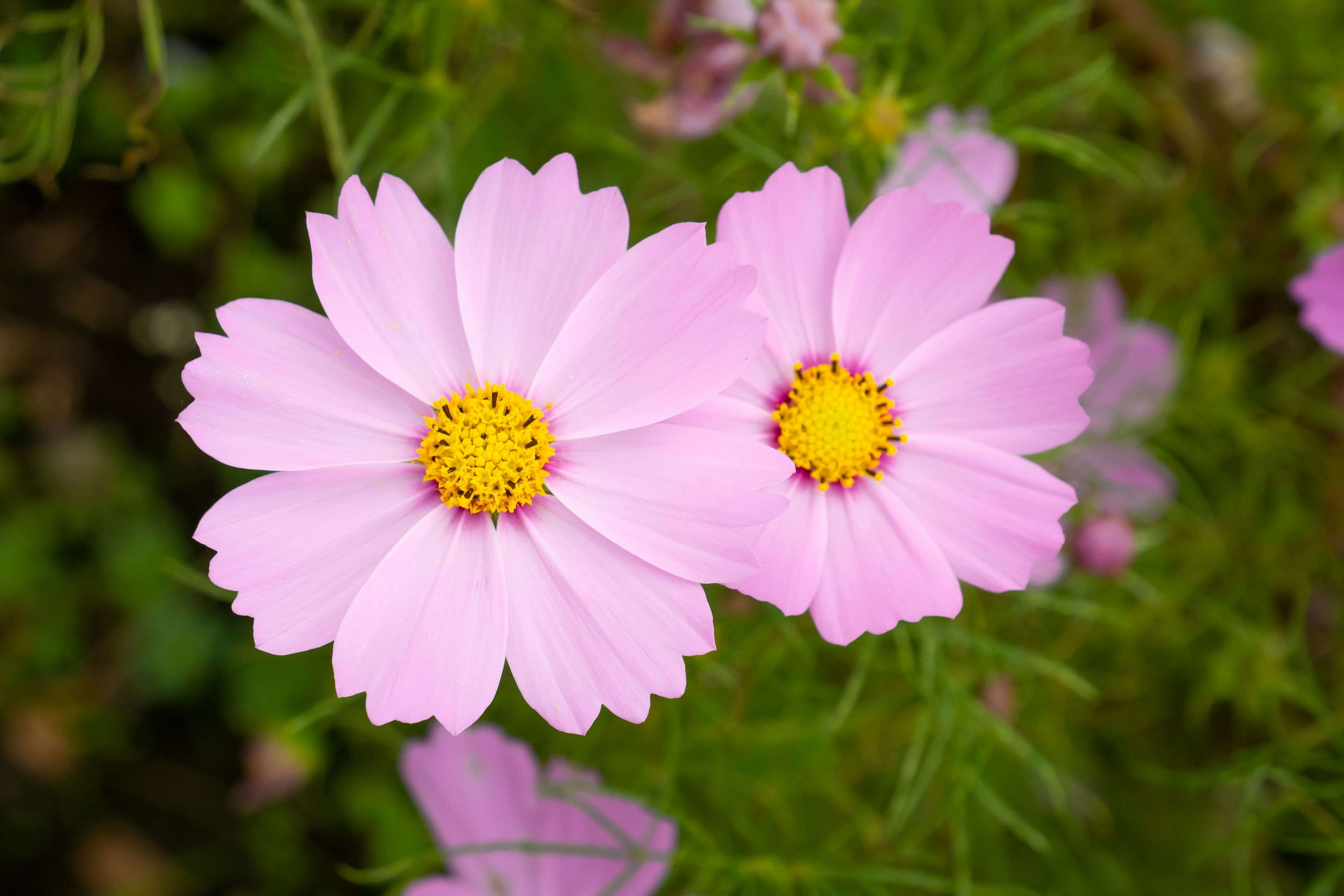 Zwei pinke Kosmosblumen mit gelben Zentren blühen zusammen