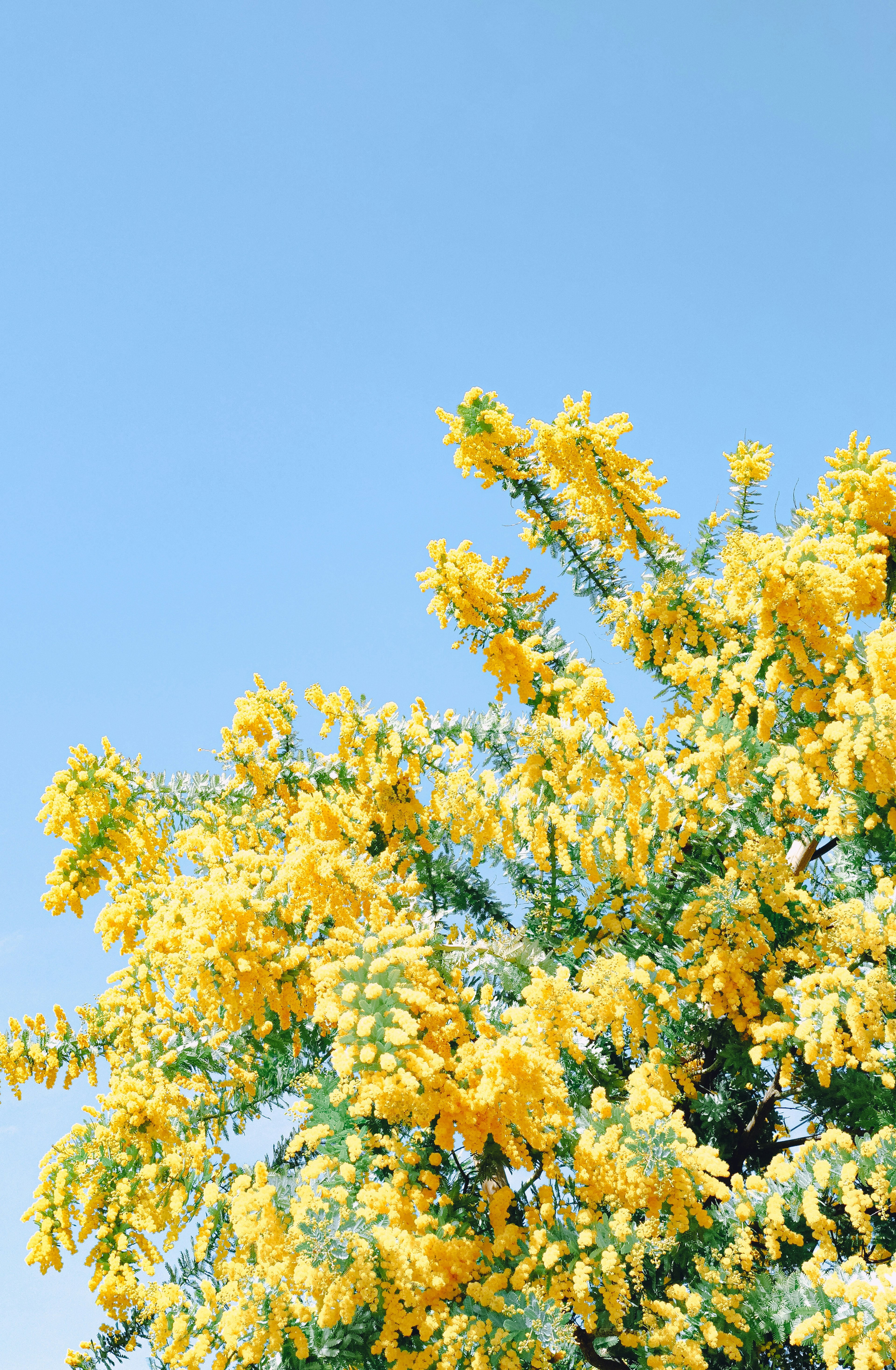 A vibrant yellow flowering tree against a clear blue sky