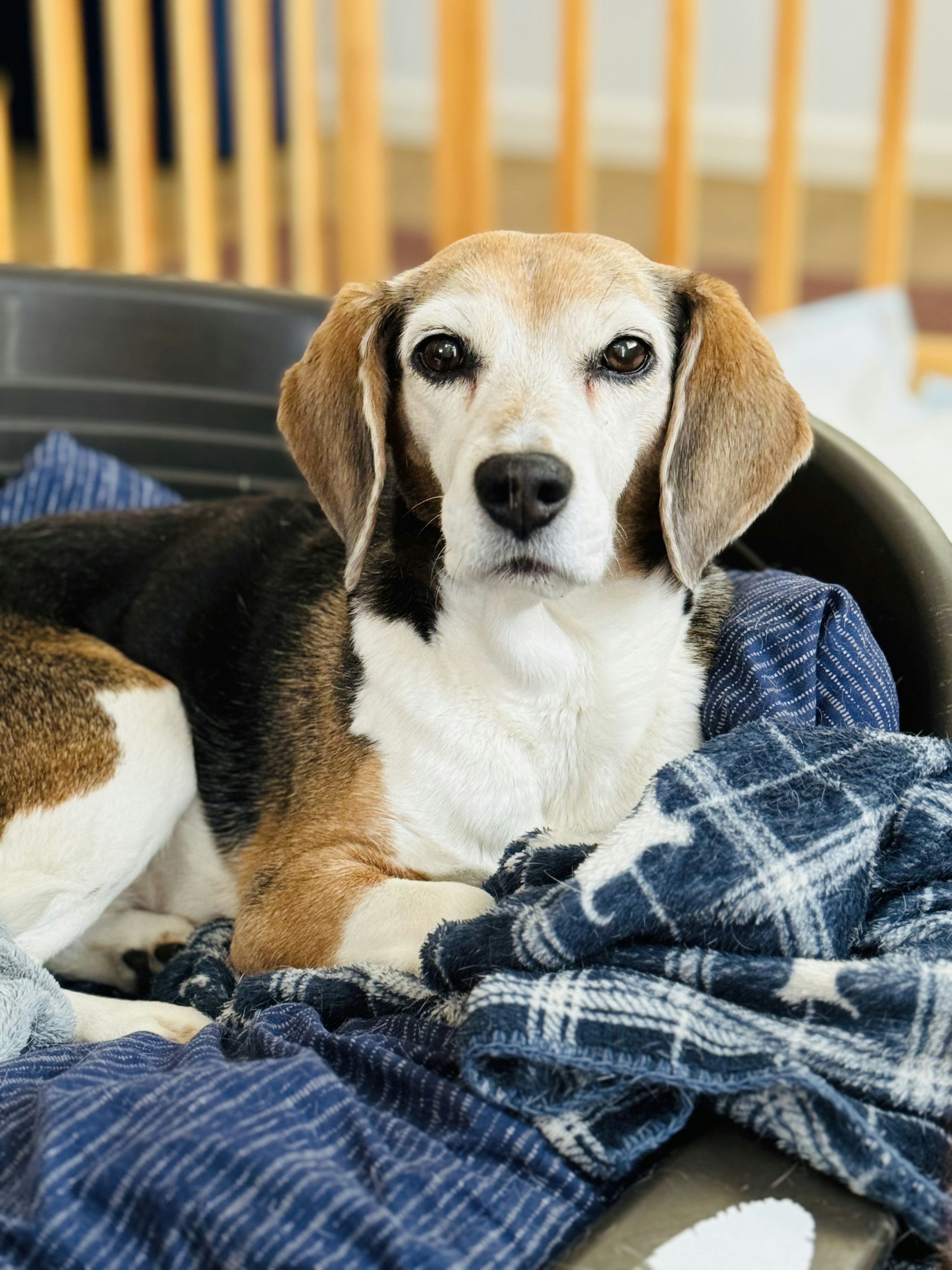 A beagle lounging on a blanket in a cozy indoor setting